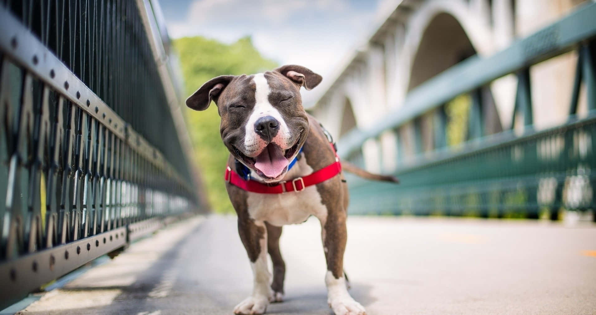 Black Pitbull 桌布 壁紙 — 一隻快樂的比特犬戴著紅色胸背帶，在陽光普照、有綠色欄杆和拱橋的橋上開心地跑向鏡頭。