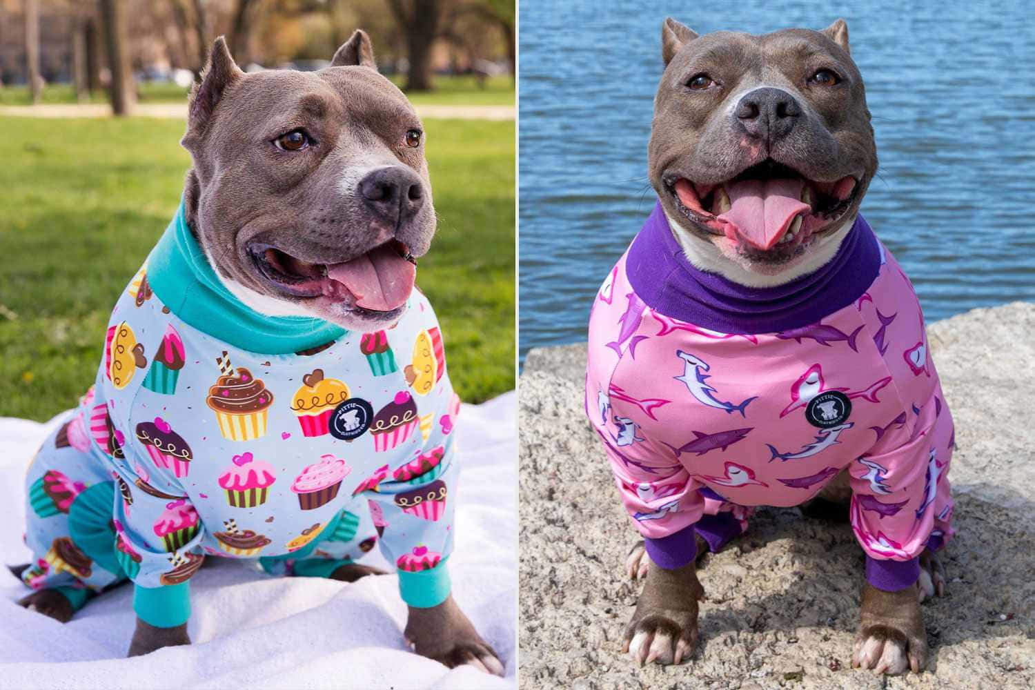 Dogs 桌布 壁紙 — 一隻快樂的比特犬穿著杯子蛋糕睡衣坐在草地上，另一隻穿著鯊魚睡衣在水邊微笑。