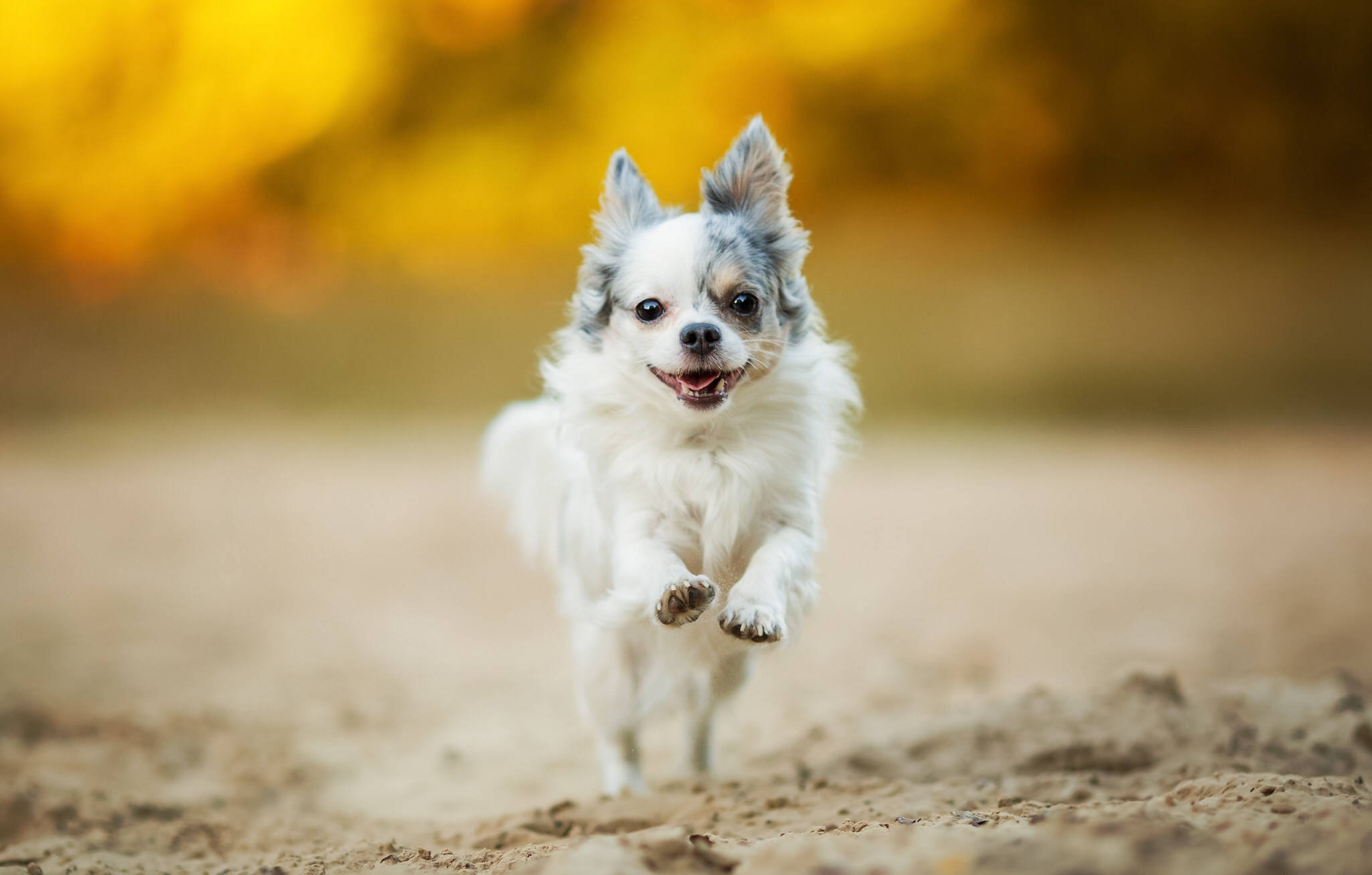 Chihuahua 桌布 壁紙 — 一隻快樂的毛茸茸吉娃娃帶著燦爛的笑容，在金色秋景中奔向鏡頭。