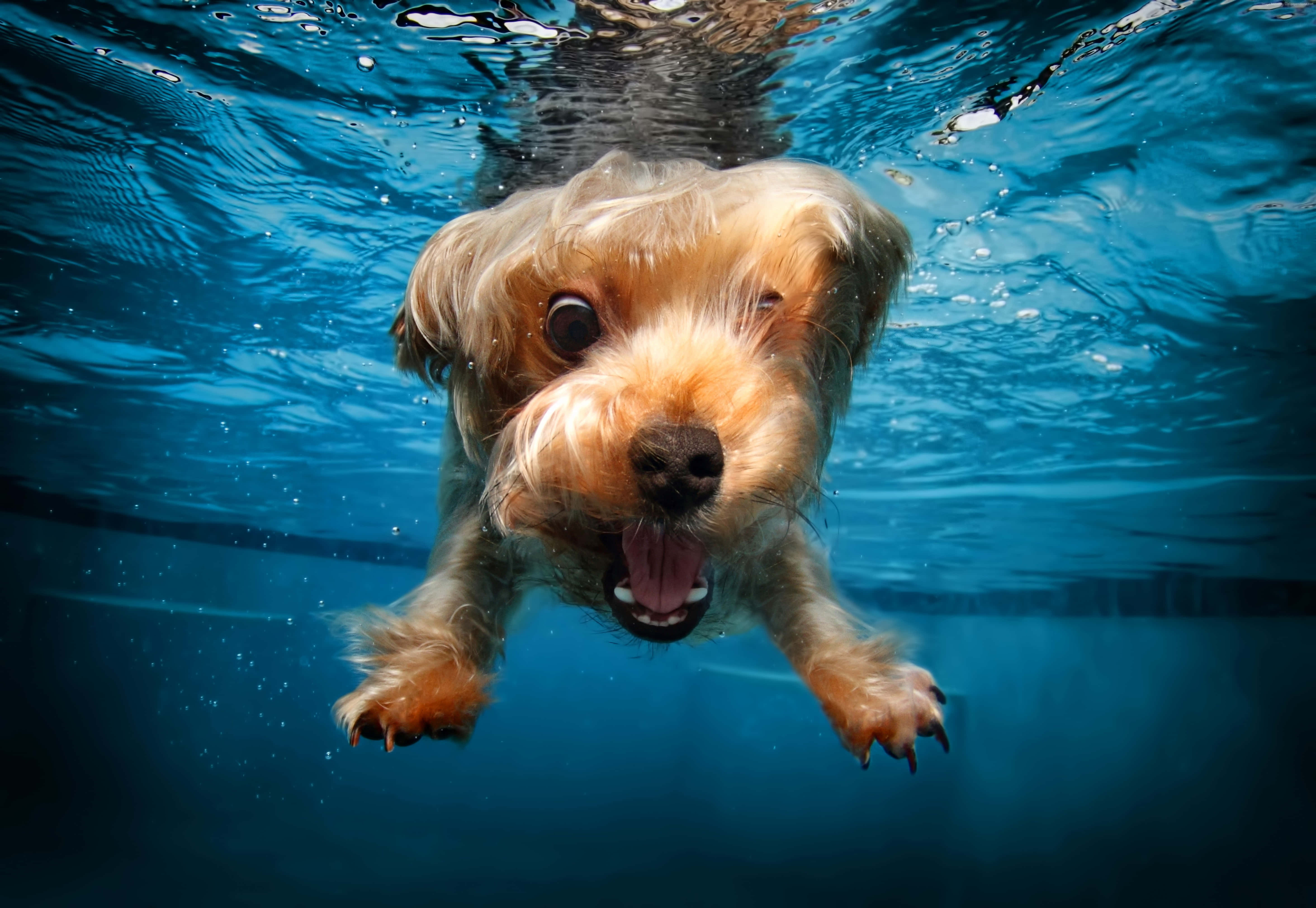 Funny Cute Animals 桌布 壁紙 — 一隻快樂的毛茸茸狗在清澈的藍色泳池中伸出舌頭在水下游泳。