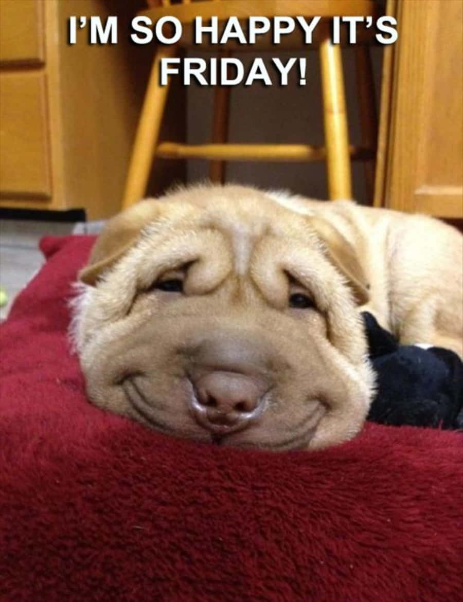 Friday Funny 桌布 壁紙 — 一隻快樂的沙皮狗寶寶，臉上滿是皺紋，躺在紅色毯子上，上面寫著『我好開心今天是星期五！』