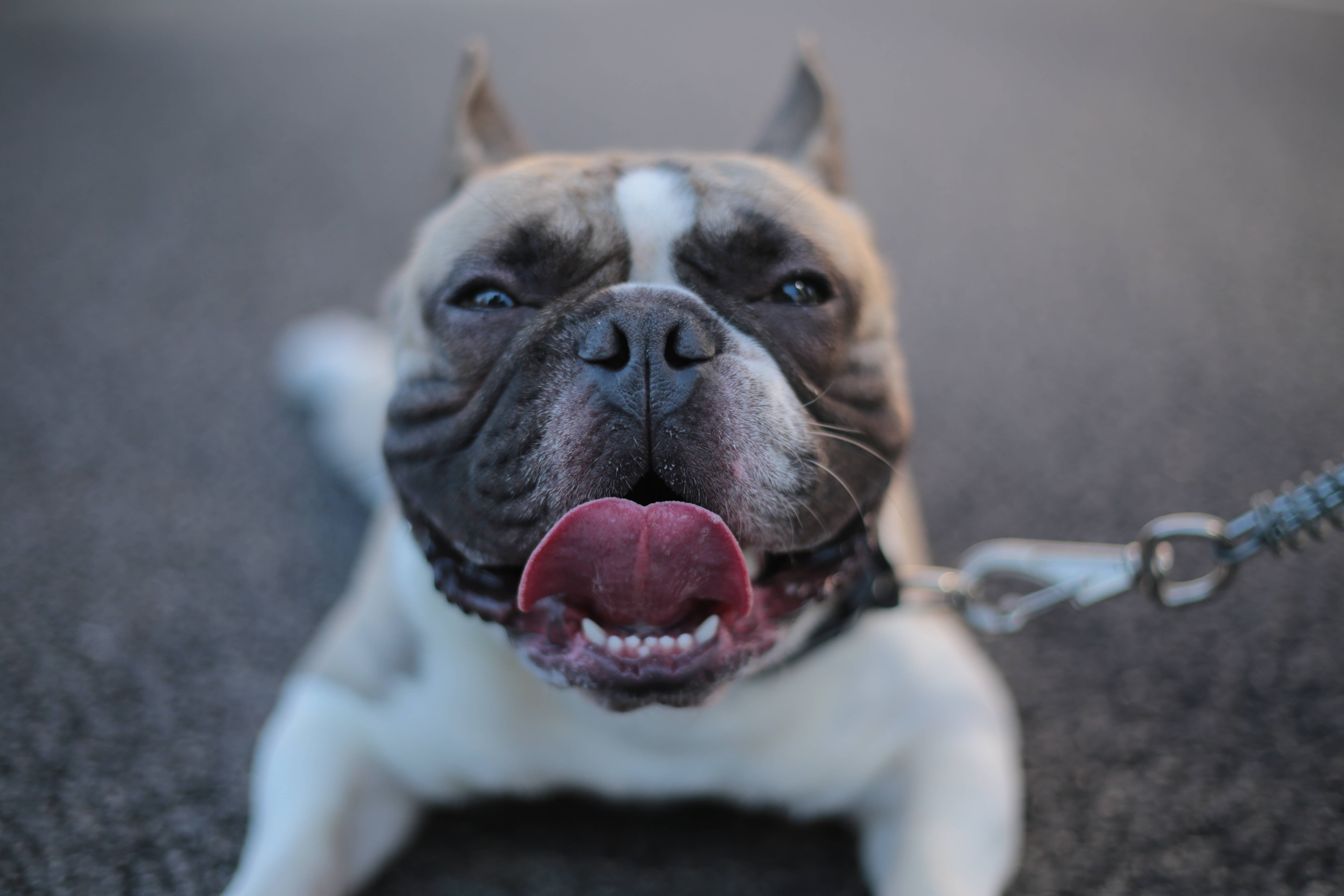 Bulldog 桌布 壁紙 — 一隻快樂的法國鬥牛犬近照，伸出粉紅色舌頭，繫著狗繩，躺在人行道上。