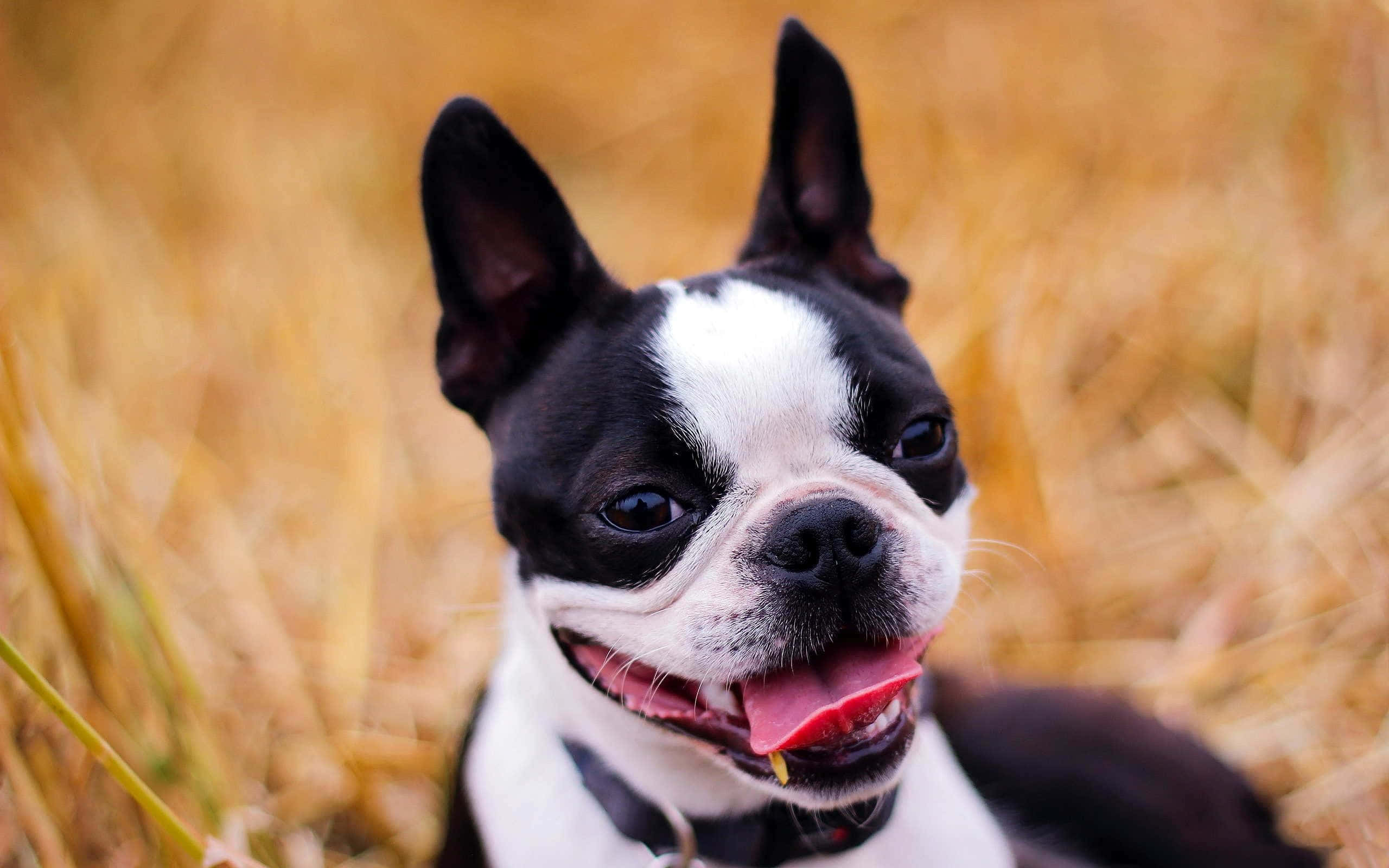 boston terrier 桌布 壁紙 — 一隻快樂的波士頓㹴，有白色條紋和黑色毛髮，坐在金色草地上，伸出舌頭，看起來很開心。