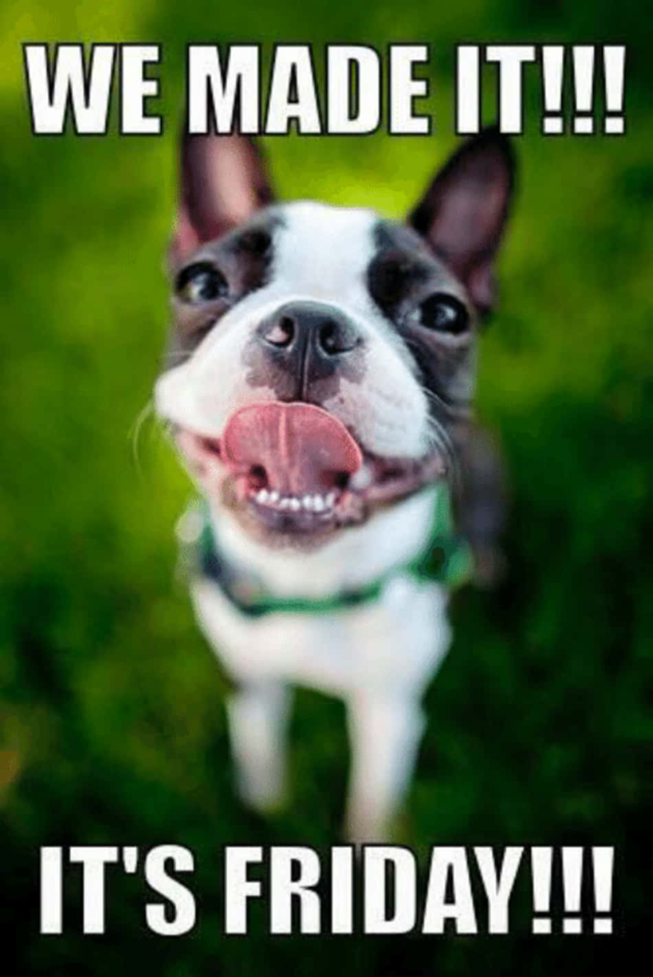 Bulldog 桌布 壁紙 — 一隻快樂的波士頓㹴伸出舌頭、睜大眼睛，在充滿活力的綠色草地上慶祝星期五。