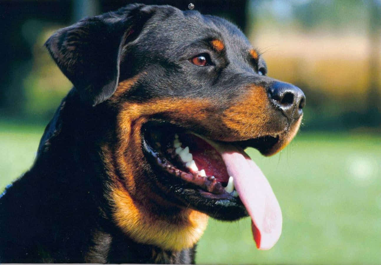 羅威那犬 桌布 壁紙 — 一隻快樂的洛威拿犬，擁有黑色和棕褐色毛髮，在模糊的綠色背景下伸出舌頭喘氣。