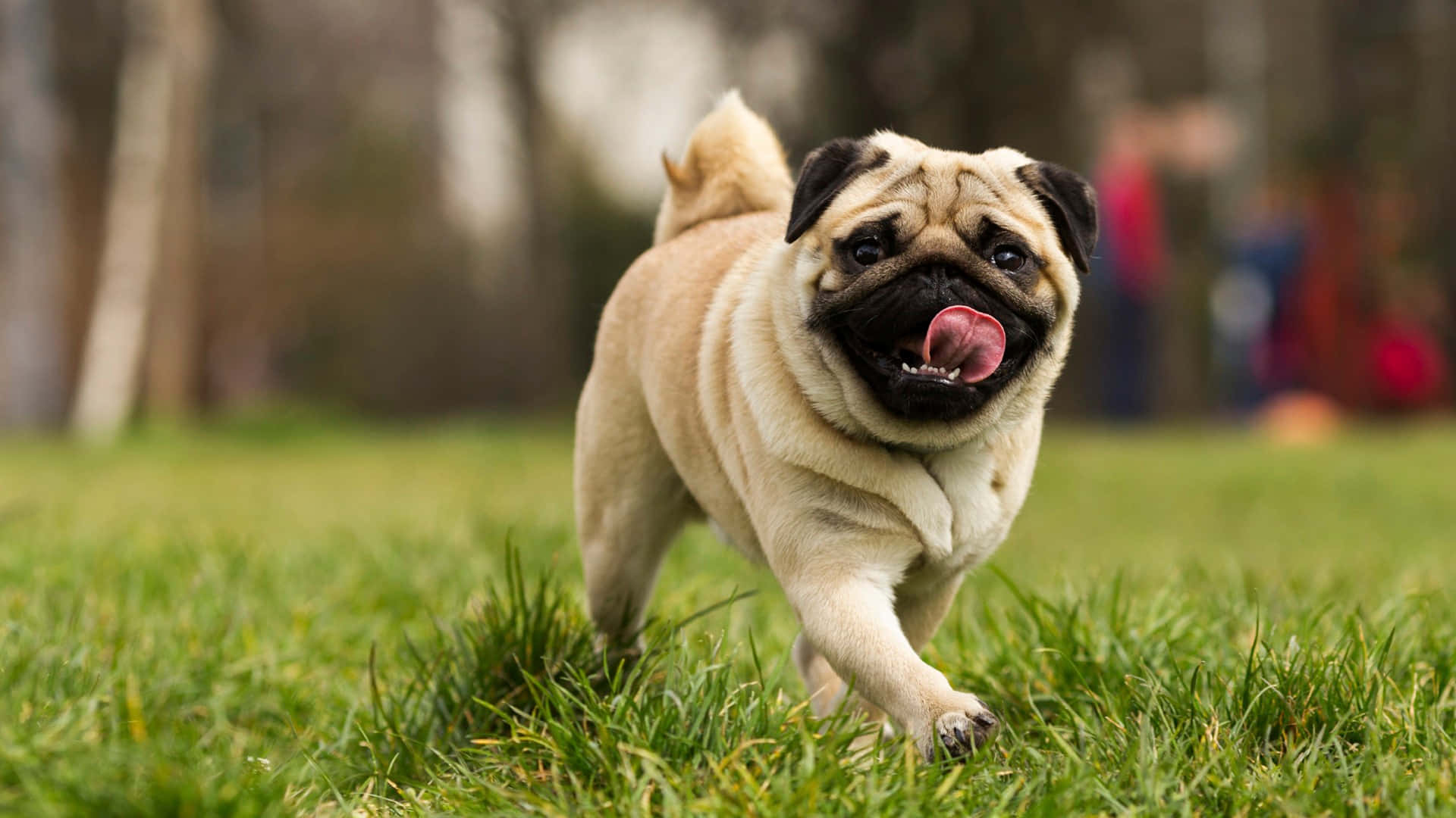 狗 桌布 壁紙 — 一隻快樂的淺褐色巴哥犬在充滿活力的綠色草地上奔跑，伸出舌頭，尾巴翹起。