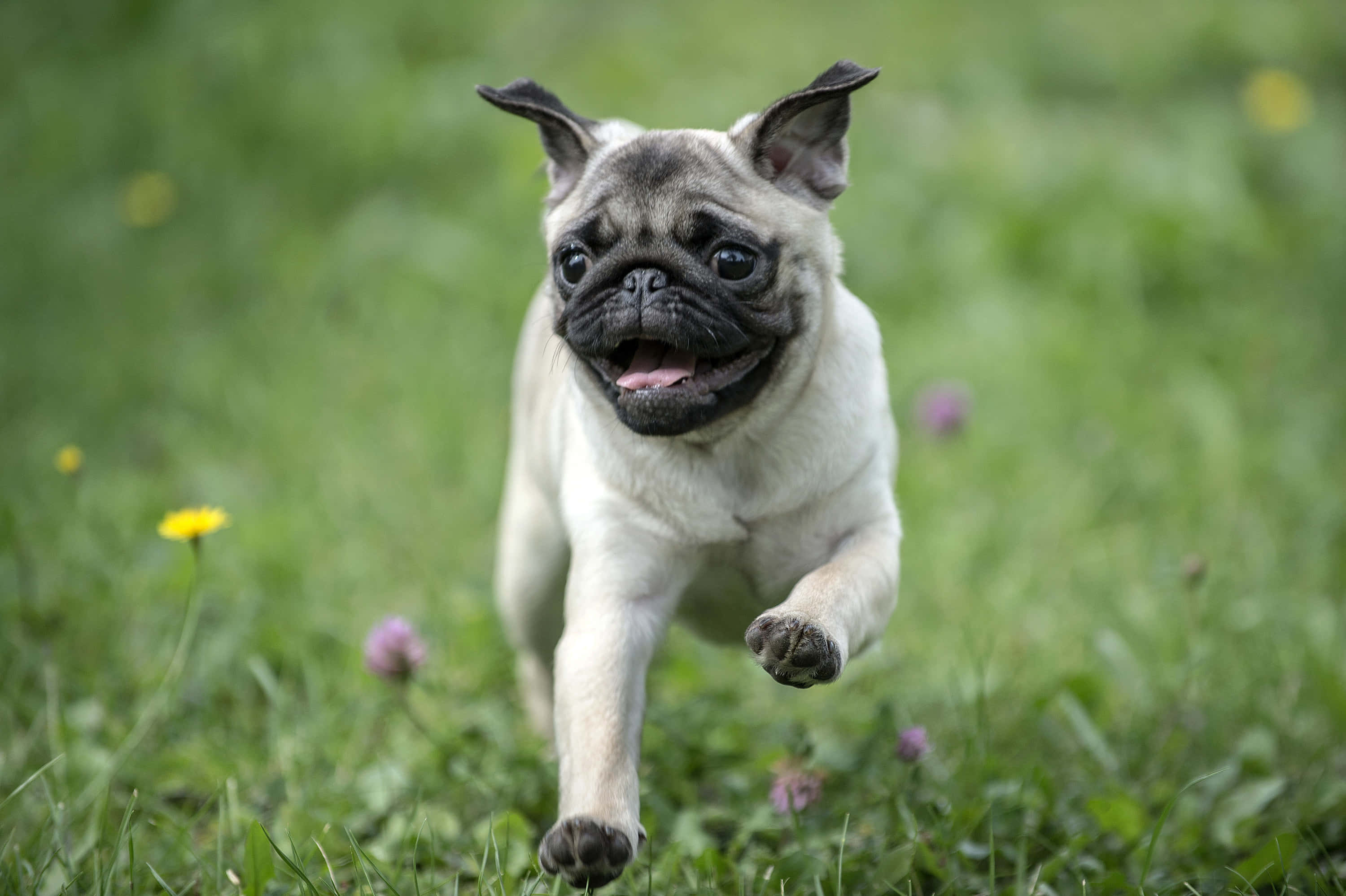 狗 桌布 壁紙 — 一隻快樂的淺黃色巴哥犬幼犬在陽光明媚、點綴著黃色和紫色野花的草地上跳躍。