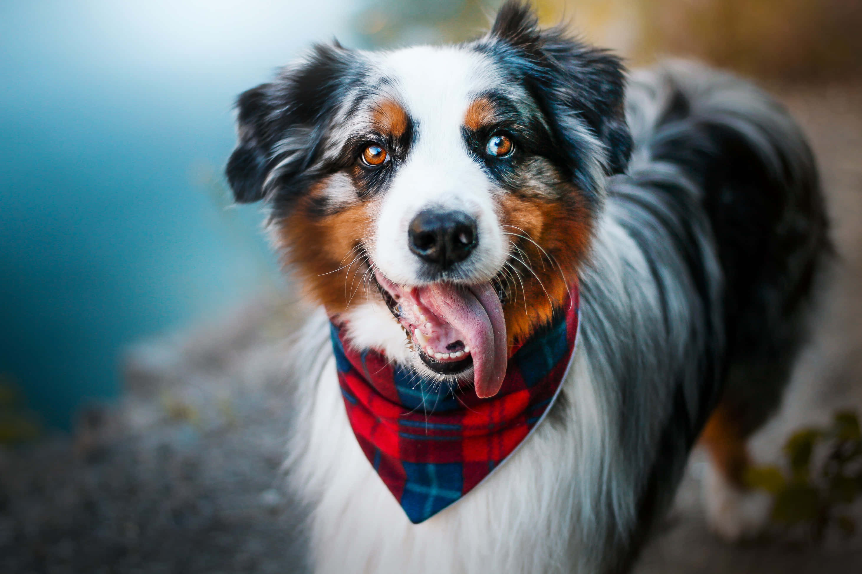 動物 桌布 壁紙 — 一隻快樂的澳洲牧羊犬，戴著紅色格子頭巾，在模糊的自然背景下伸出舌頭微笑。