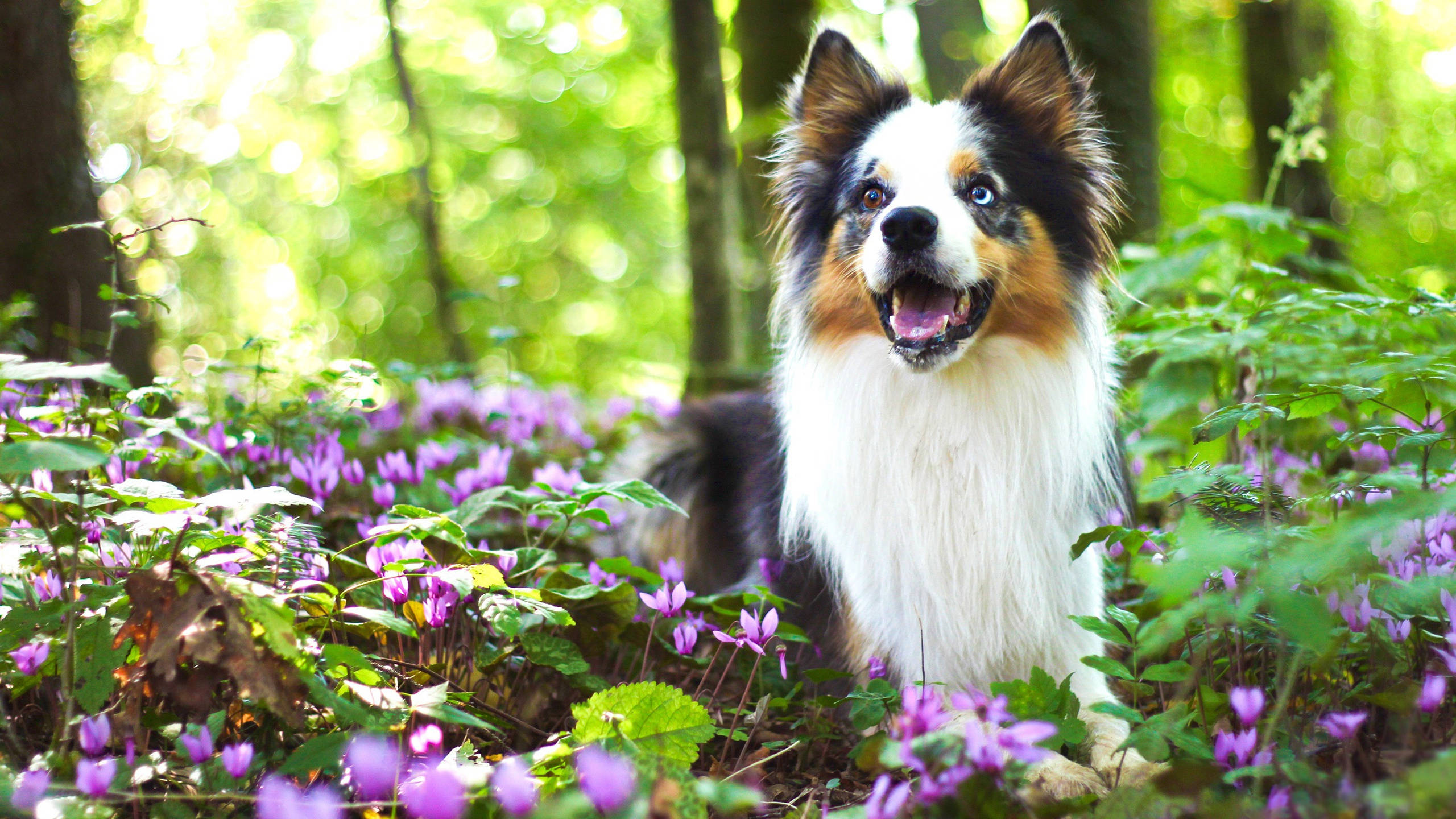cute dogs 桌布 壁紙 — 一隻快樂的澳洲牧羊犬，擁有引人注目的藍眼睛，愉快地坐在陽光斑駁的森林中，周圍是鮮豔的紫色仙客來花。