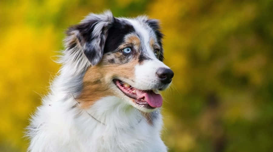 動物 桌布 壁紙 — 一隻快樂的澳洲牧羊犬，擁有引人注目的藍眼睛和蓬鬆的白色毛髮，在充滿活力的黃色秋季背景下微笑。