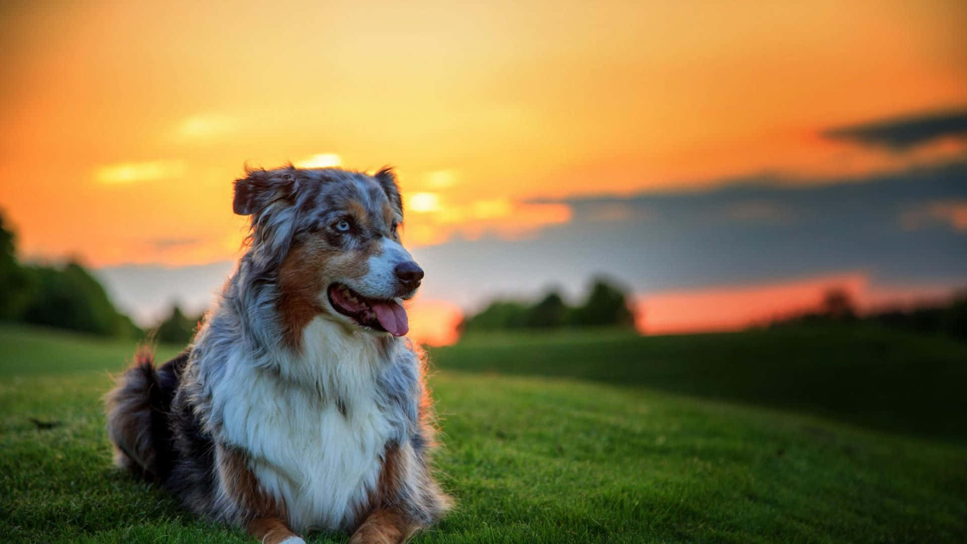 狗 桌布 壁紙 — 一隻快樂的澳洲牧羊犬坐在茂密的綠草上，凝視遠方，鮮豔的橙色夕陽渲染著天空。