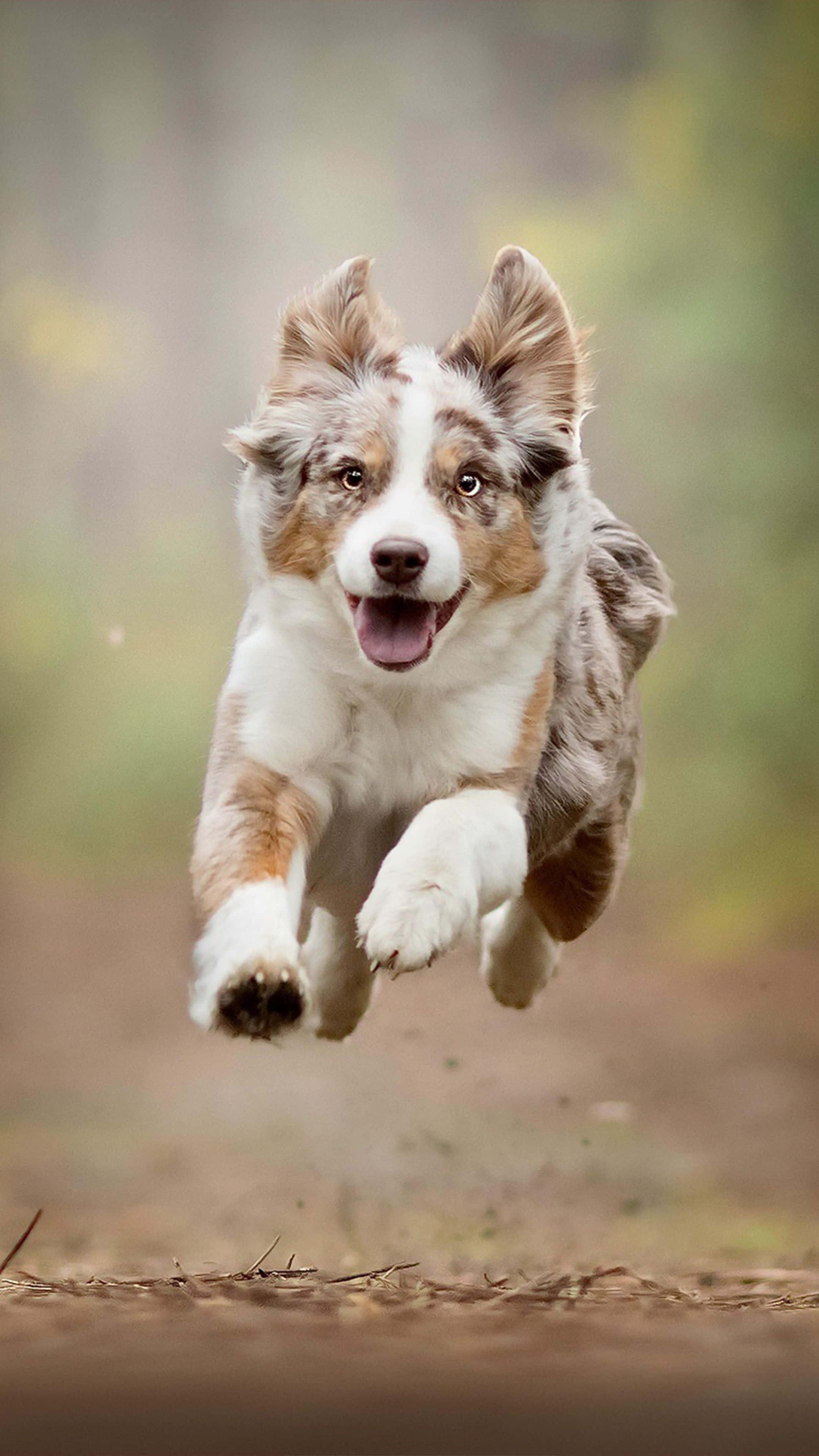 動物 桌布 壁紙 — 一隻快樂的澳洲牧羊犬幼犬在柔和的模糊森林背景下，伸出爪子、伸出舌頭，在空中跳躍。
