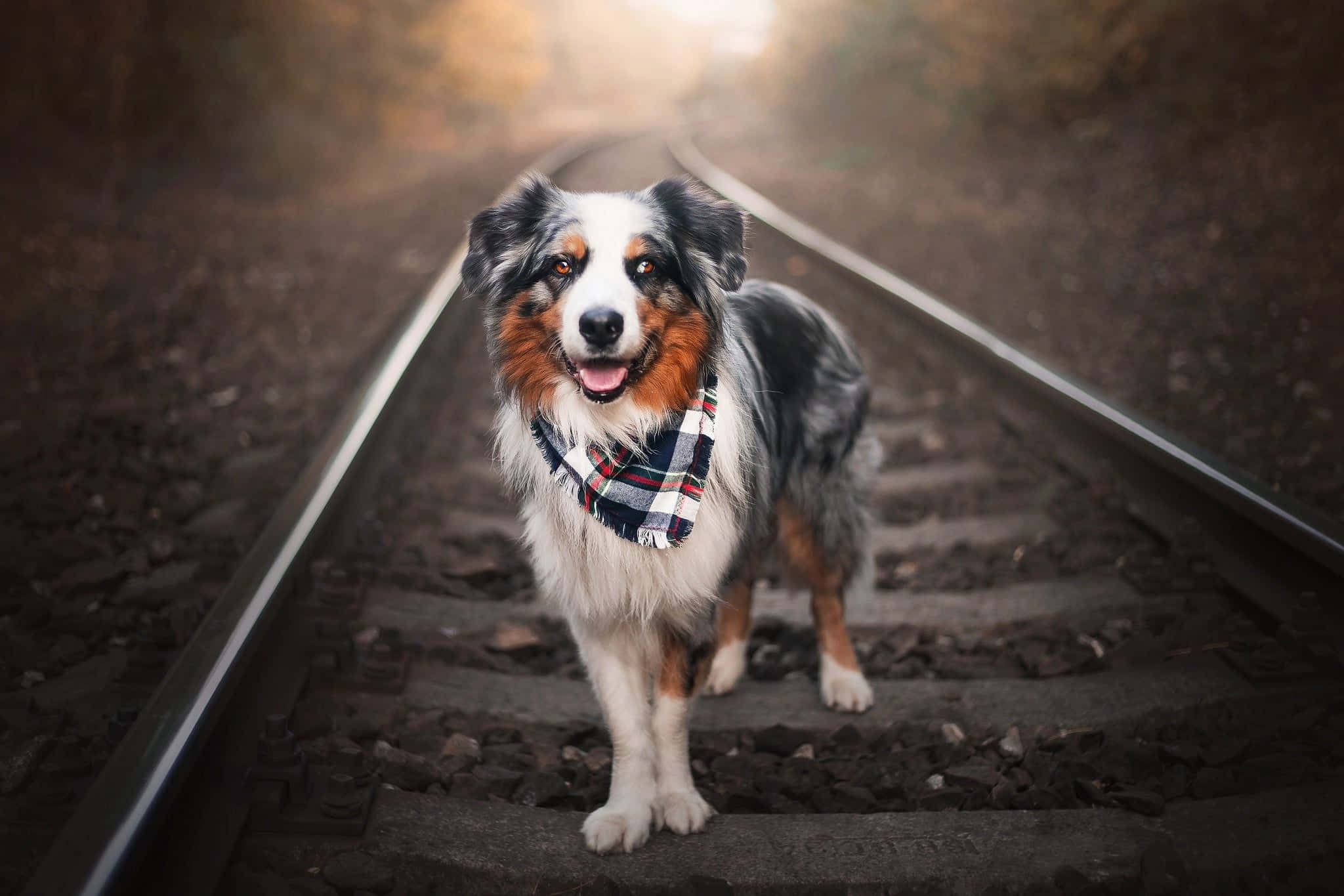 動物 桌布 壁紙 — 一隻快樂的澳洲牧羊犬戴著格紋頭巾，站在鐵路軌道上，背後有溫暖的金色光芒照耀。