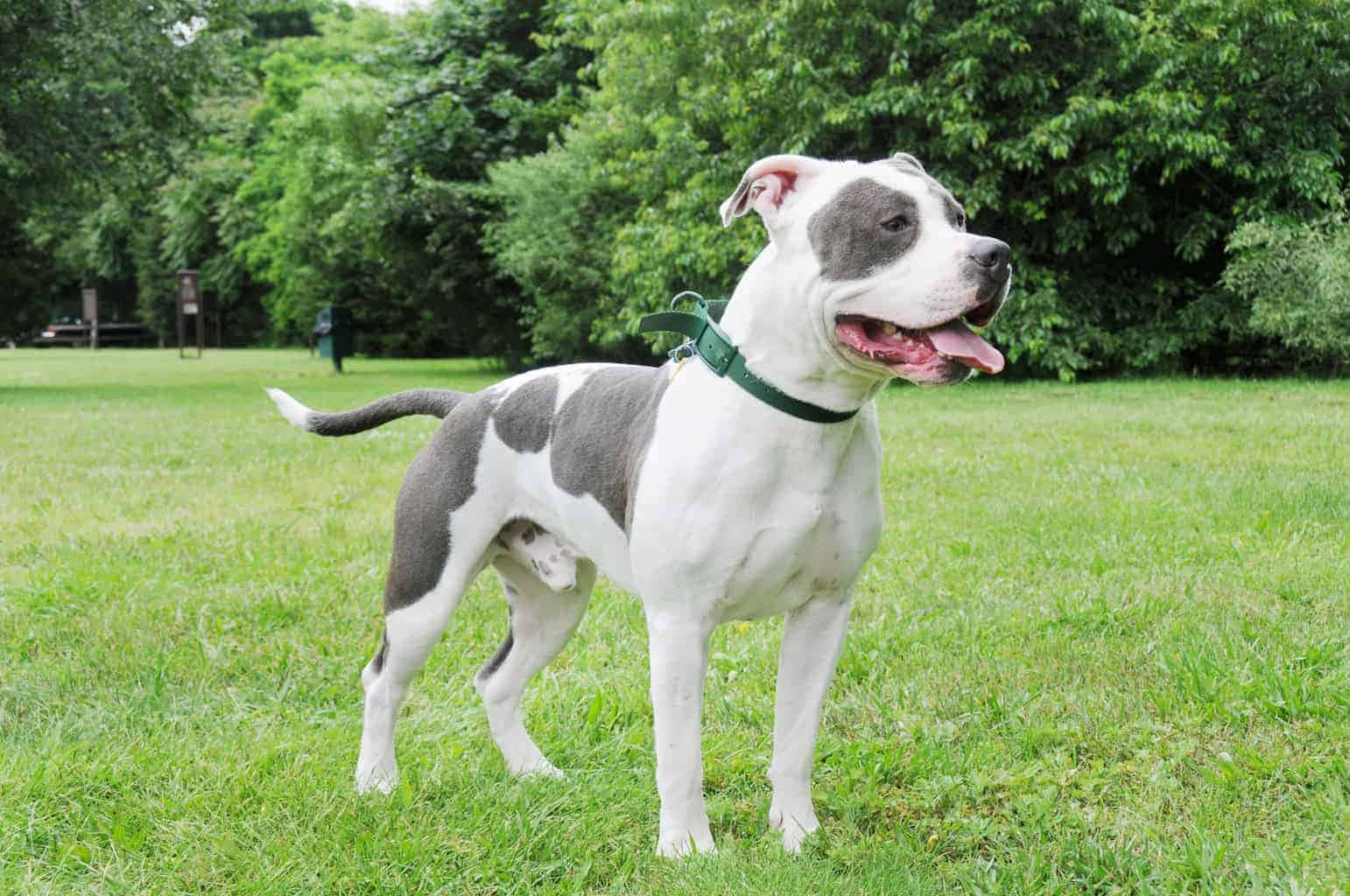Bully Dog 桌布 壁紙 — 一隻快樂的灰白色比特犬警覺地站在鮮綠色的草地上，背後是茂密的樹木。