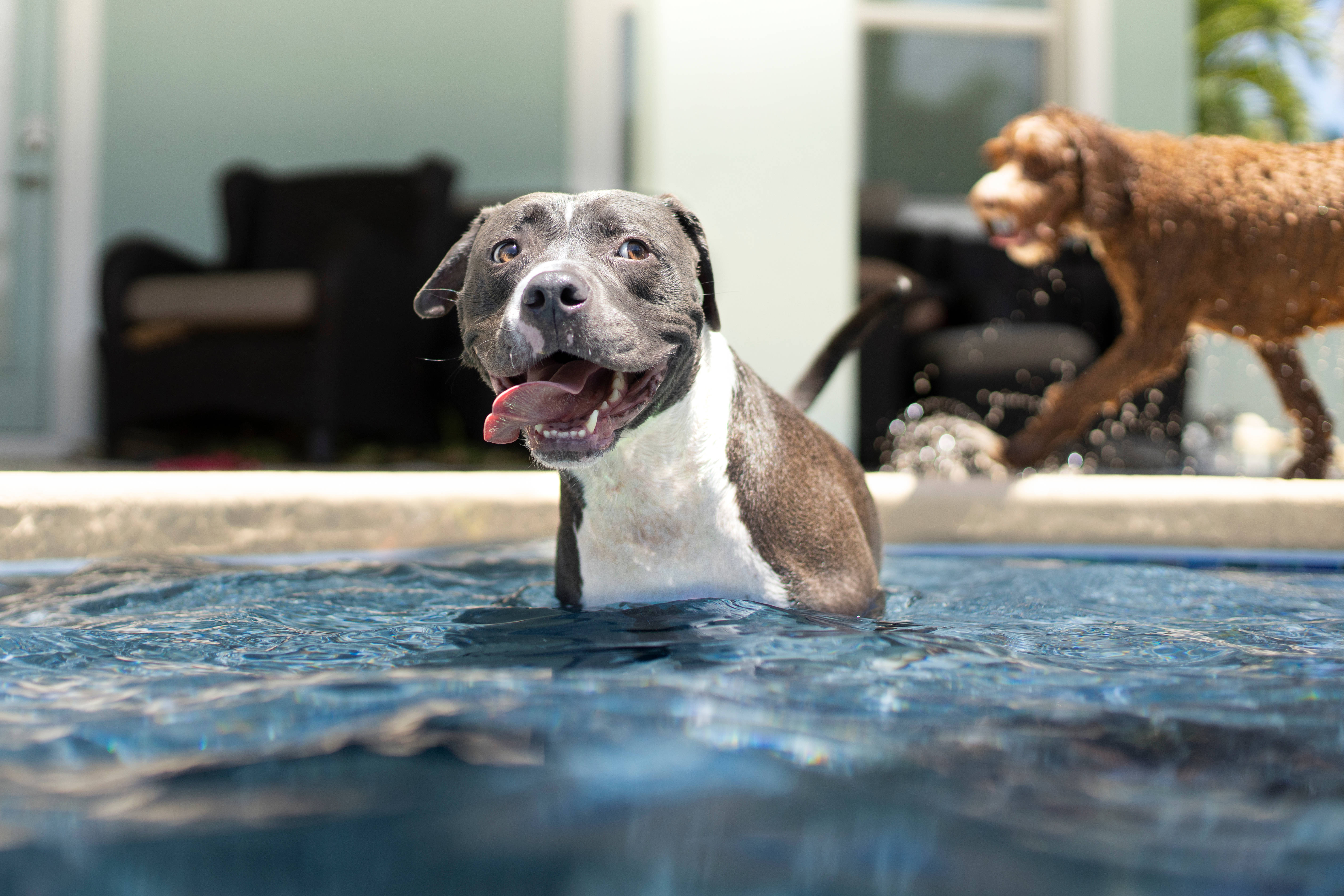 Pitbull 桌布 壁紙 — 一隻快樂的灰白色比特鬥牛犬伸出舌頭，在藍色泳池中享受陽光暢泳，而另一隻棕色狗在附近潑水。