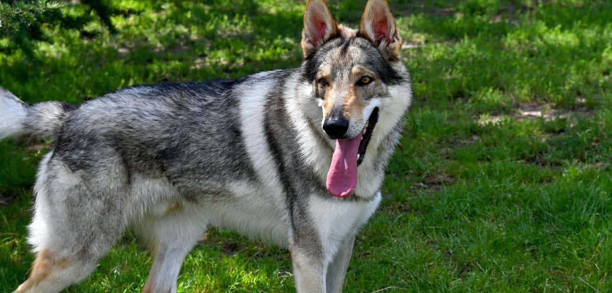 wolfdog 桌布 壁紙 — 一隻快樂的灰白色狗，豎起耳朵，在陽光普照的明亮綠草中氣喘吁吁地站著。