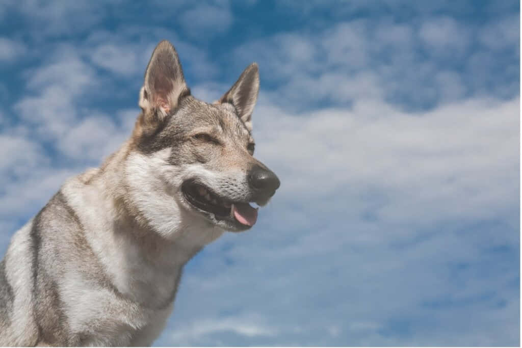 wolfdog 桌布 壁紙 — 一隻快樂的灰白色狗豎起耳朵，在藍天白雲下微笑。