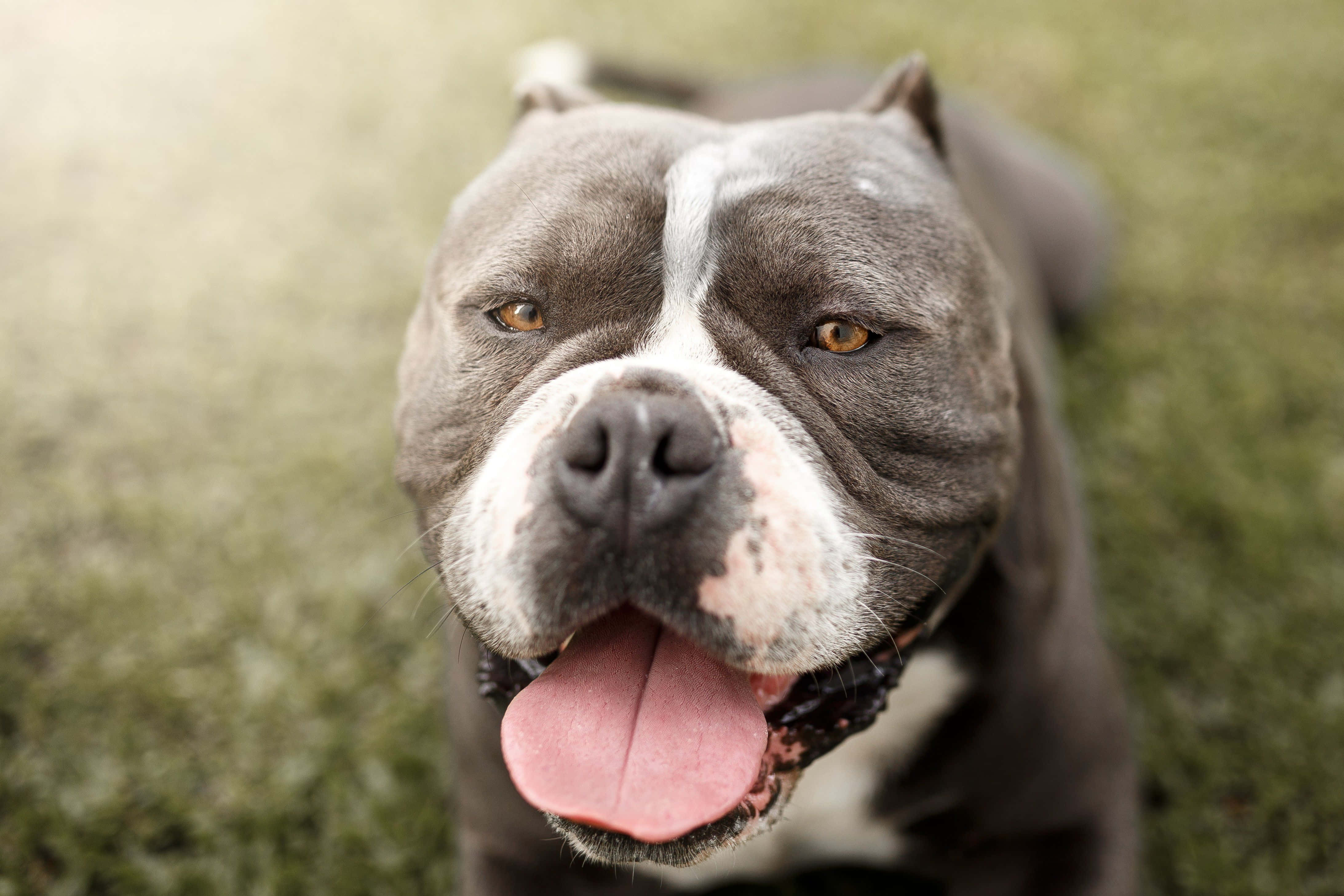 Pitbull 桌布 壁紙 — 一隻快樂的灰色比特犬，帶有白色條紋和粉紅色舌頭，在綠色草地上喘氣的近距離特寫。