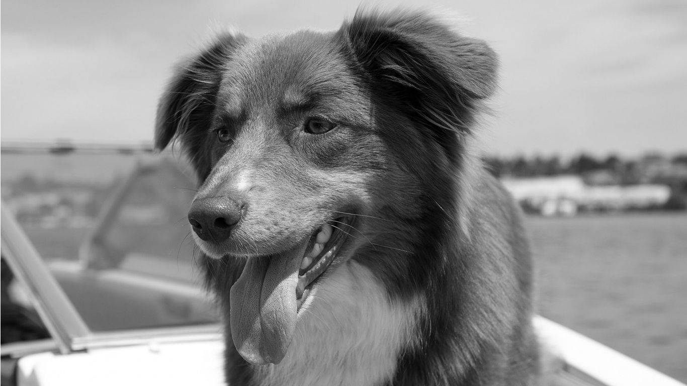 grayscale 桌布 壁紙 — 一隻快樂的狗在船上伸出舌頭喘氣，背景是水的黑白特寫。