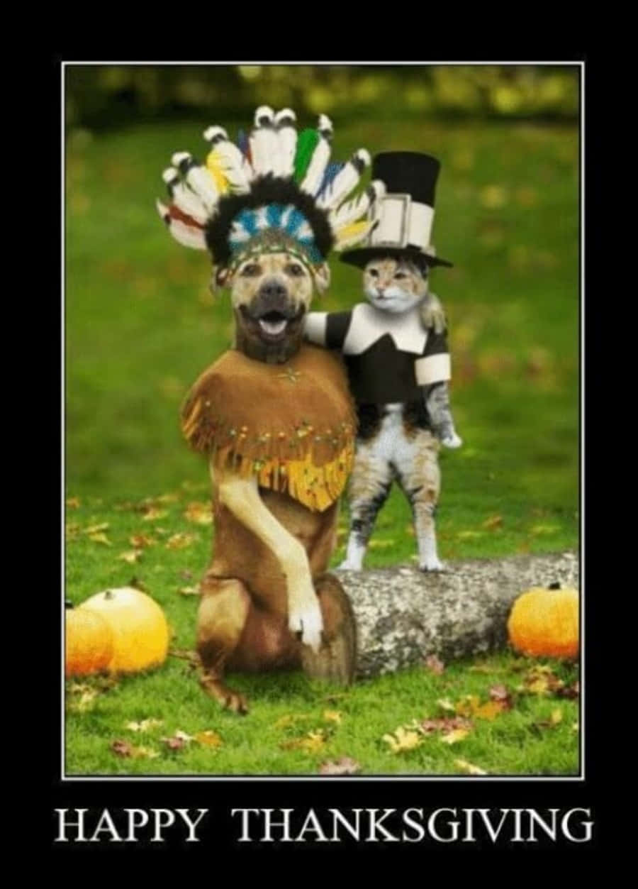 Thanksgiving Funny 桌布 壁紙 — 一隻快樂的狗戴著色彩繽紛的羽毛頭飾和一隻戴著朝聖者帽子的貓在草地上與南瓜一起擺姿勢。