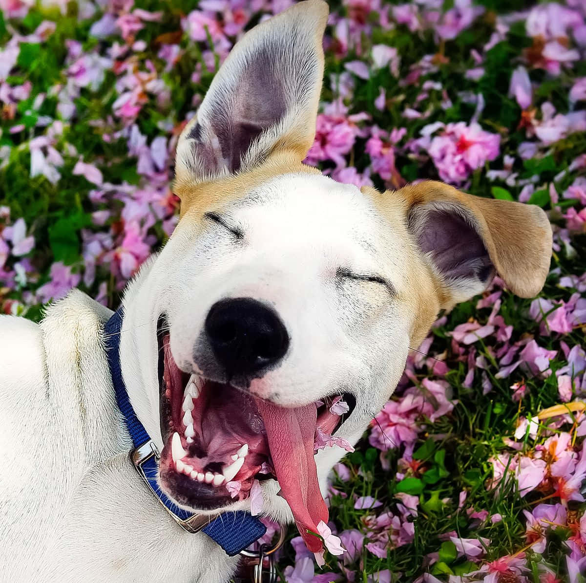 Funny Pet 桌布 壁紙 — 一隻快樂的狗閉上眼睛伸出舌頭，在粉紅花叢中開心地笑。