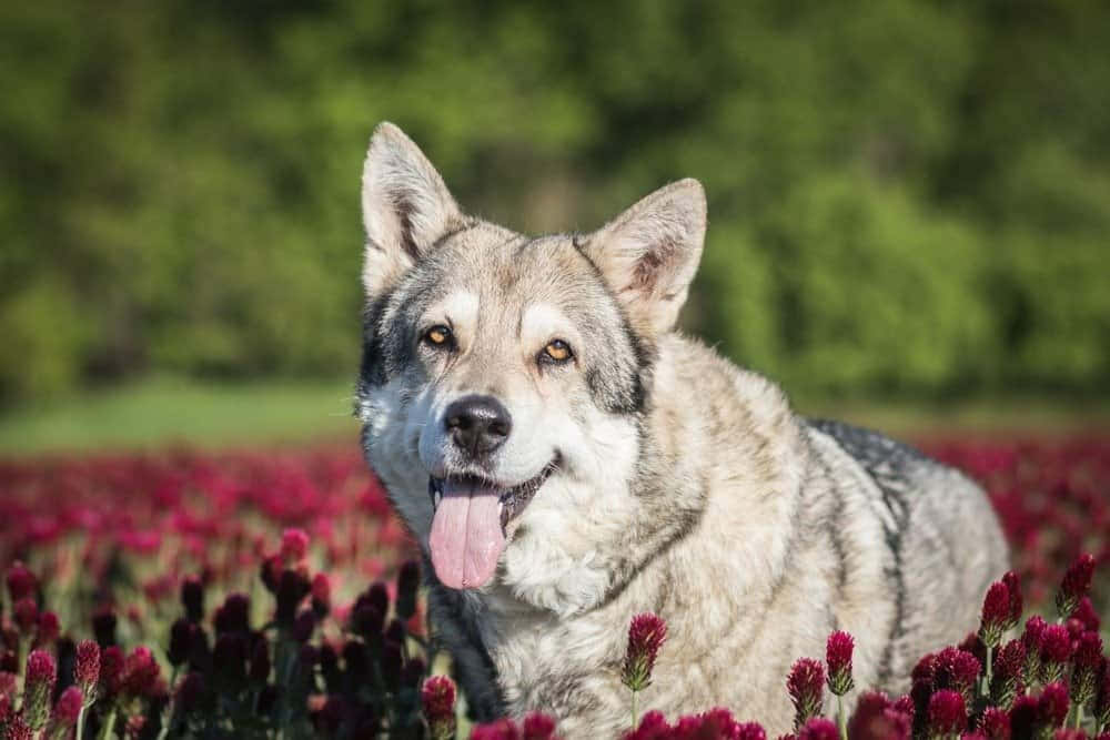 wolfdog 桌布 壁紙 — 一隻快樂的狼伸出舌頭，坐在鮮豔的紅花叢中，沐浴在明亮的陽光下。