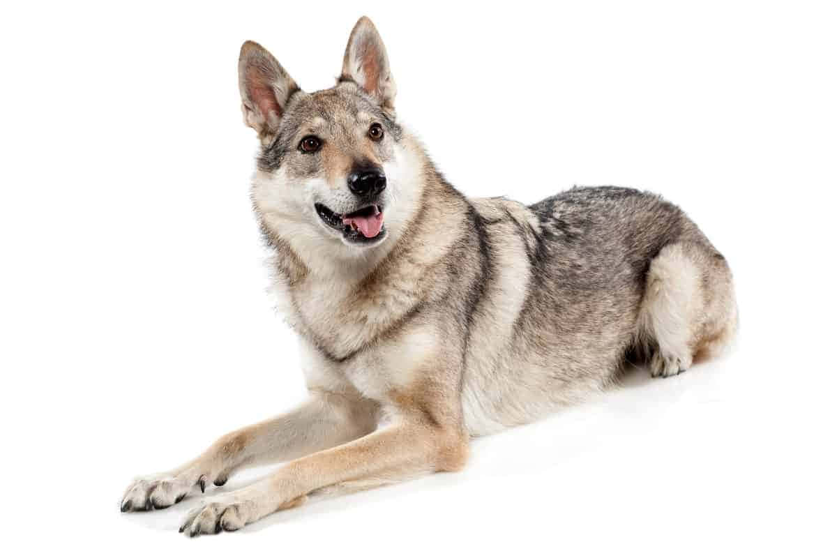 wolfdog 桌布 壁紙 — 一隻快樂的狼狗，毛色灰棕相間，放鬆地躺在純白背景上，舌頭伸出，眼睛警覺。