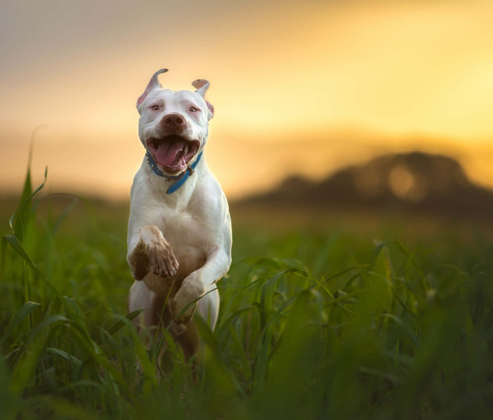 Pitbull 桌布 壁紙 — 一隻快樂的白狗在溫暖的金色日落天空下，跳過高高的綠草。