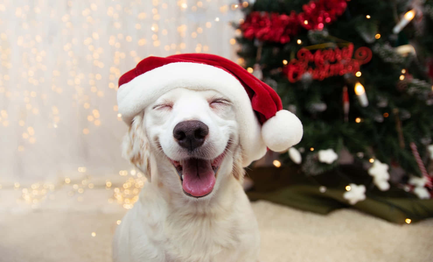 Santa Claus 桌布 壁紙 — 一隻快樂的白狗戴著紅色聖誕帽，在裝飾好的聖誕樹前閉眼微笑。