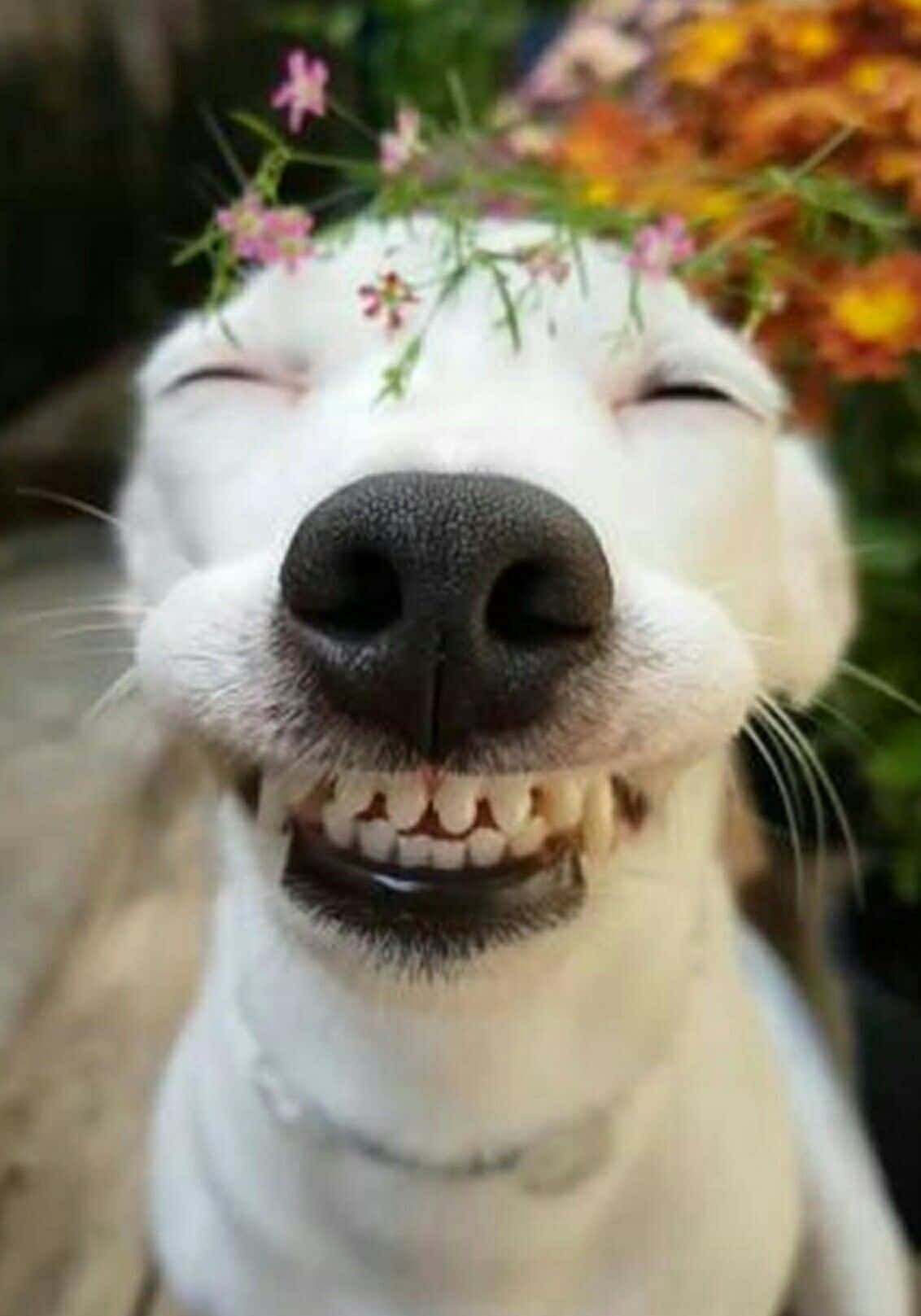 Silly Dog 桌布 壁紙 — 一隻快樂的白狗戴著花冠，閉著眼睛，露出燦爛的笑容。
