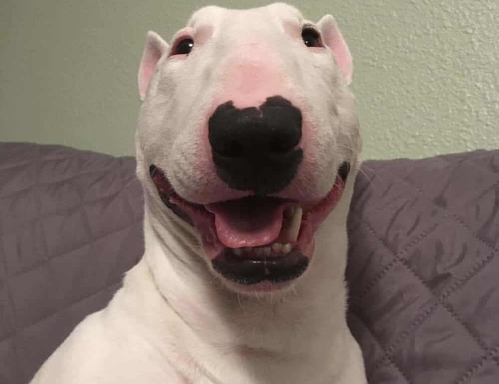 Walter The Dog 桌布 壁紙 — 一隻快樂的白色牛頭梗，黑色鼻子和張開的嘴，坐在紫色絎縫沙發上的特寫。
