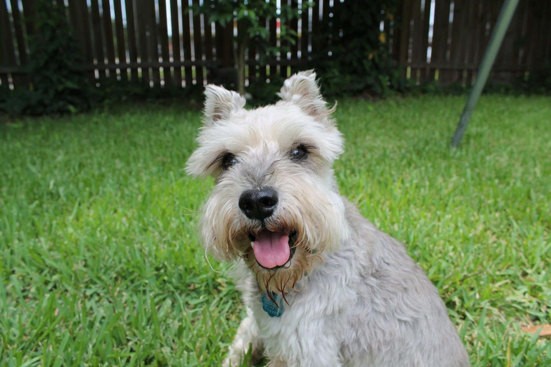 Schnauzer 桌布 壁紙 — 一隻快樂的白色雪納瑞坐在鮮綠色的草地上，伸出舌頭看著相機。