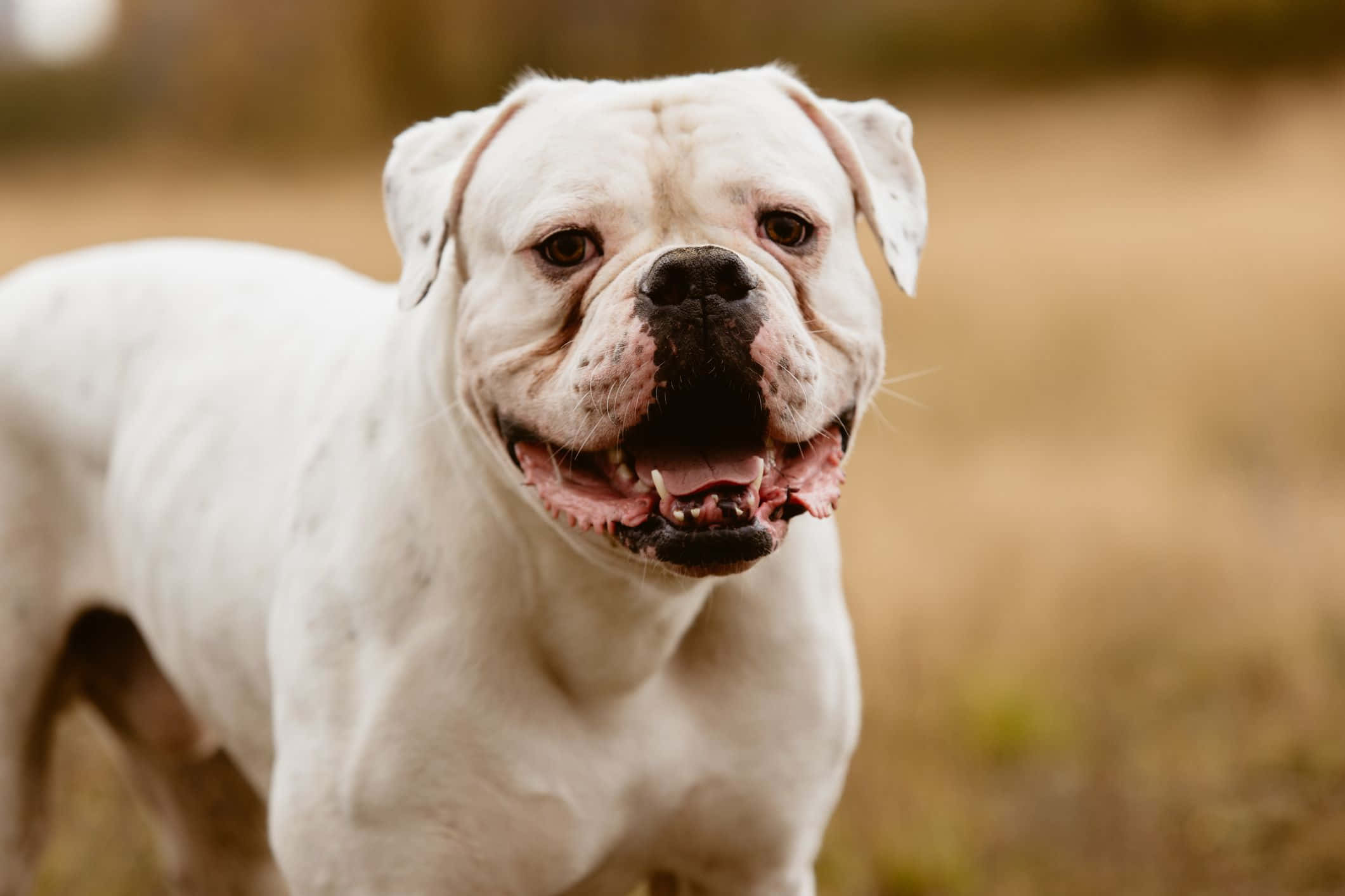 Bulldog 桌布 壁紙 — 一隻快樂的白色鬥牛犬，黑色口鼻，在柔和陽光下的金色田野中咧嘴大笑。