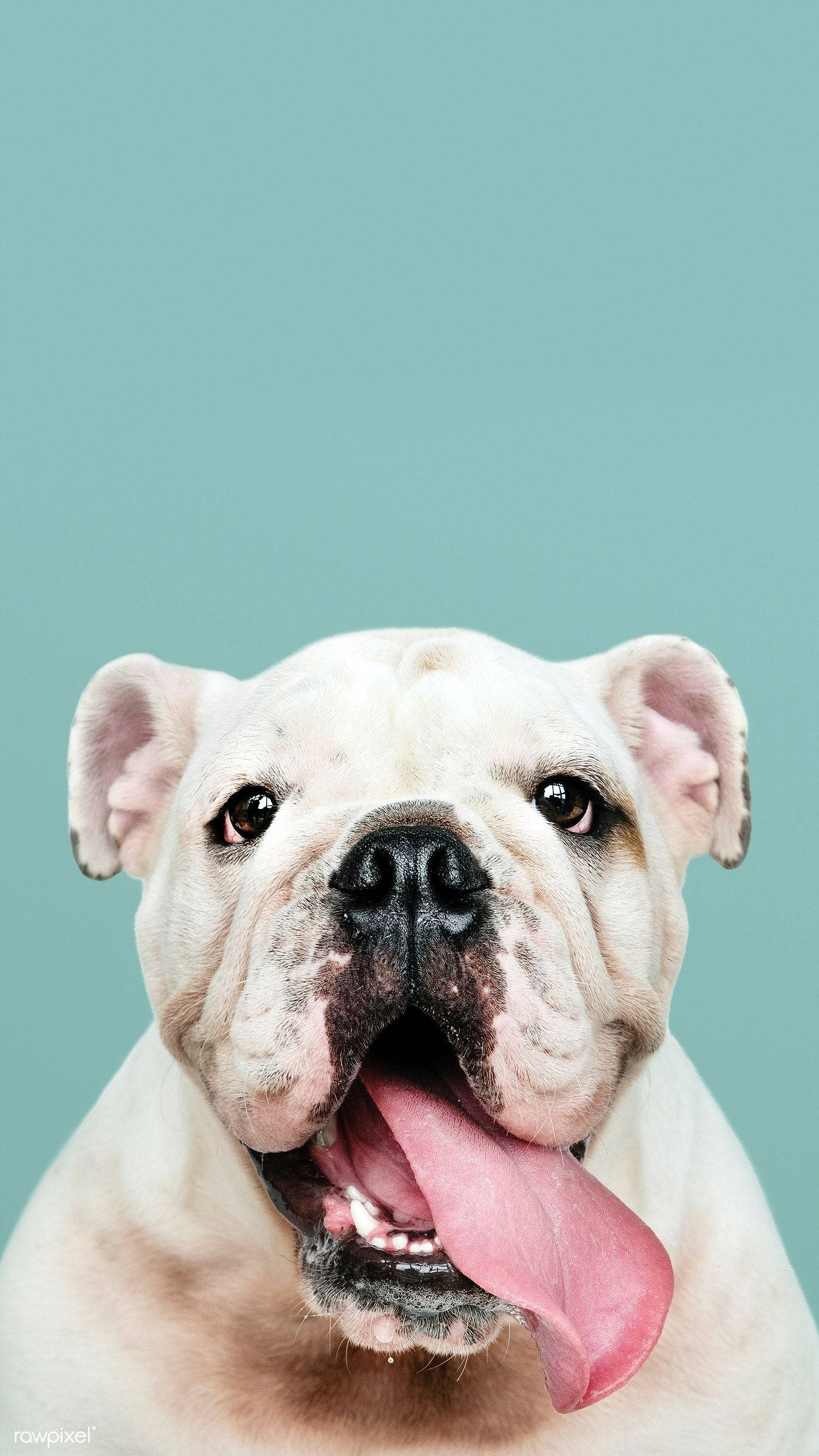 Bulldog 桌布 壁紙 — 一隻快樂的白色鬥牛犬伸出粉紅色的舌頭，直視鏡頭，背景為純青色。