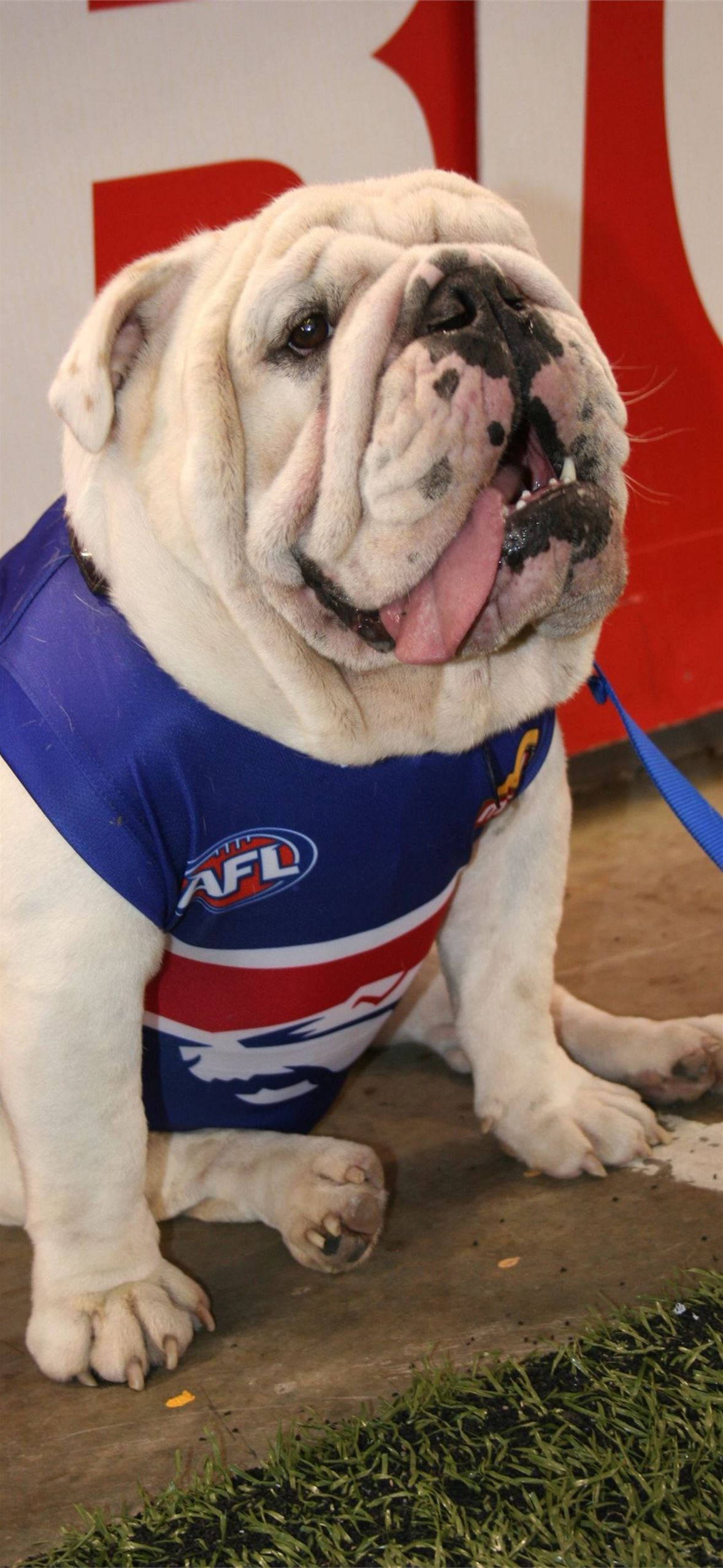 Bulldog 桌布 壁紙 — 一隻快樂的白色鬥牛犬穿著藍紅白AFL球衣，坐在混凝土地板上，附近有綠色草地。