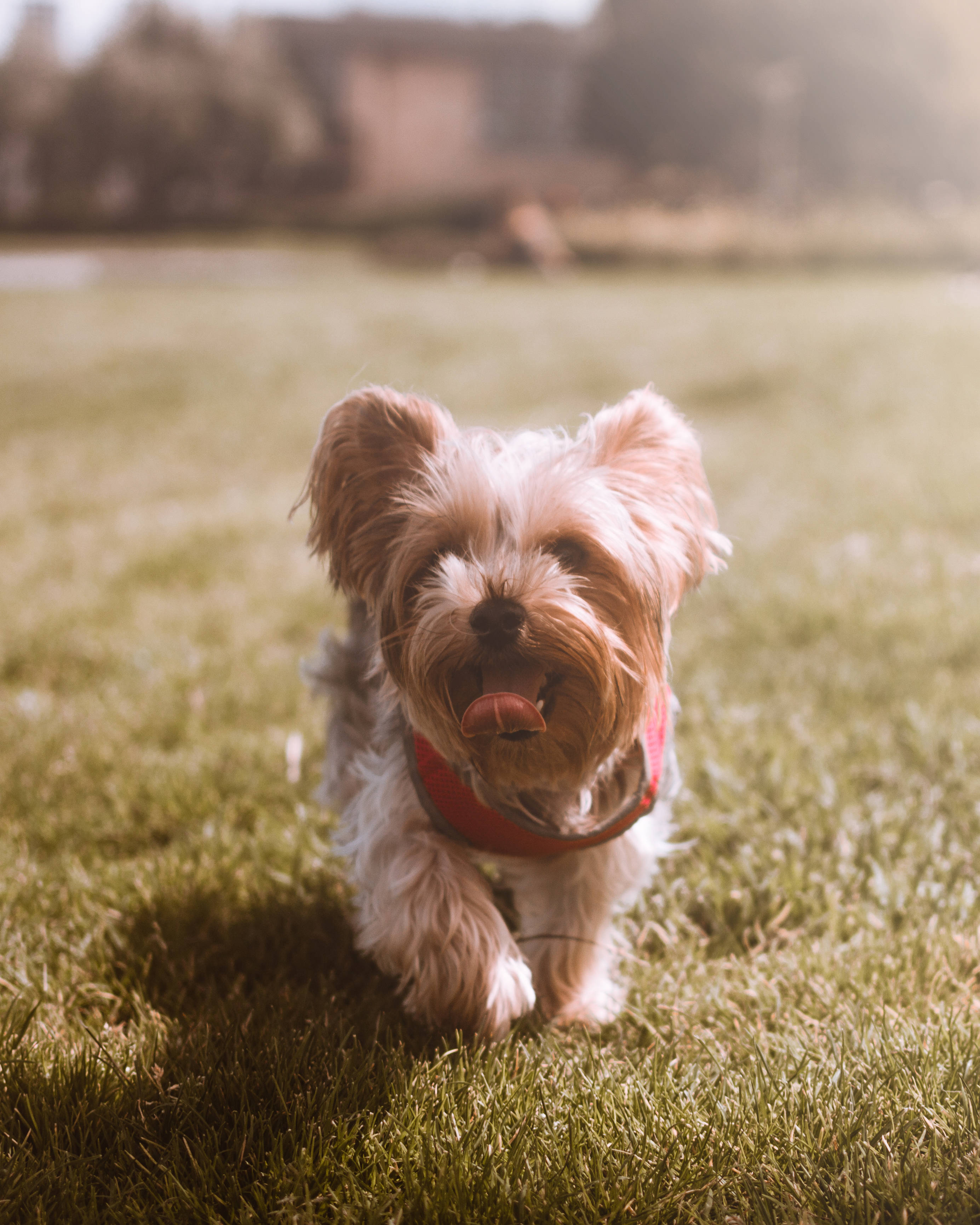 Yorkshire Terrier 桌布 壁紙 — 一隻快樂的約克夏㹴，戴著紅色胸背帶，在陽光明媚的草地上向鏡頭跑來。