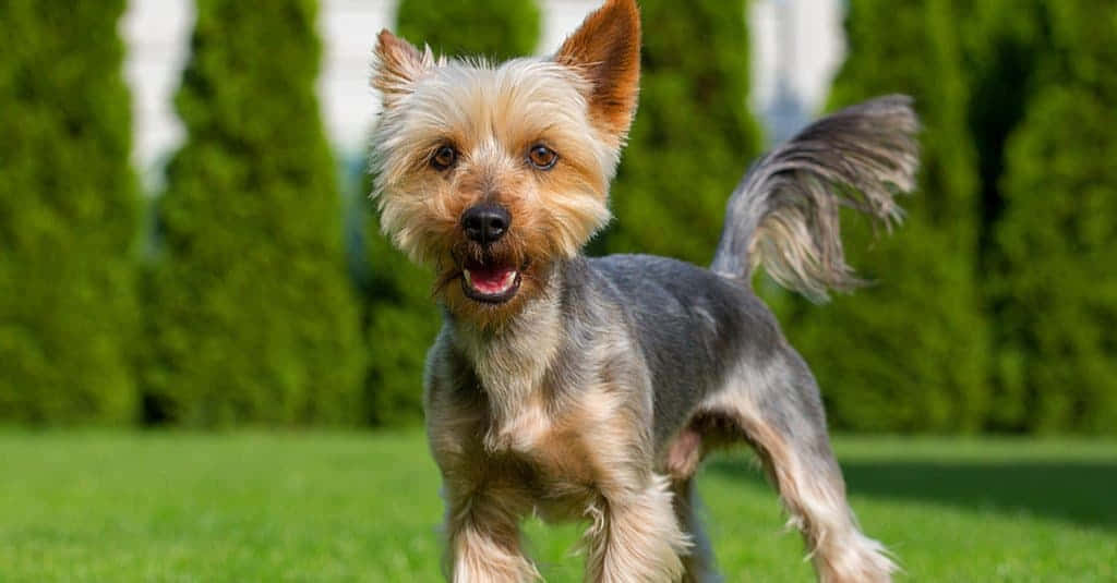 Terrier Dog 桌布 壁紙 — 一隻快樂的約克夏㹴，擁有蓬鬆的棕灰色毛髮，在充滿活力的綠色草坪上快樂地奔跑，背景是高高的樹籬。