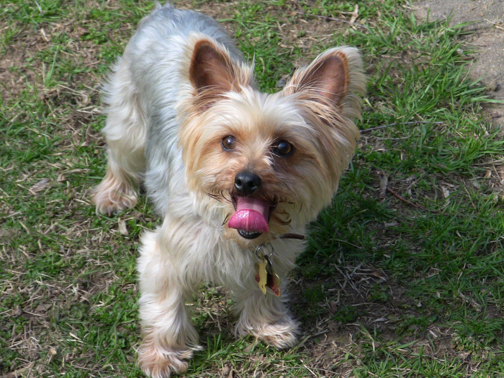 Terrier 桌布 壁紙 — 一隻快樂的約克夏㹴，擁有蓬鬆的棕灰色毛髮，站在綠色草地上，伸出舌頭，抬頭看著相機。