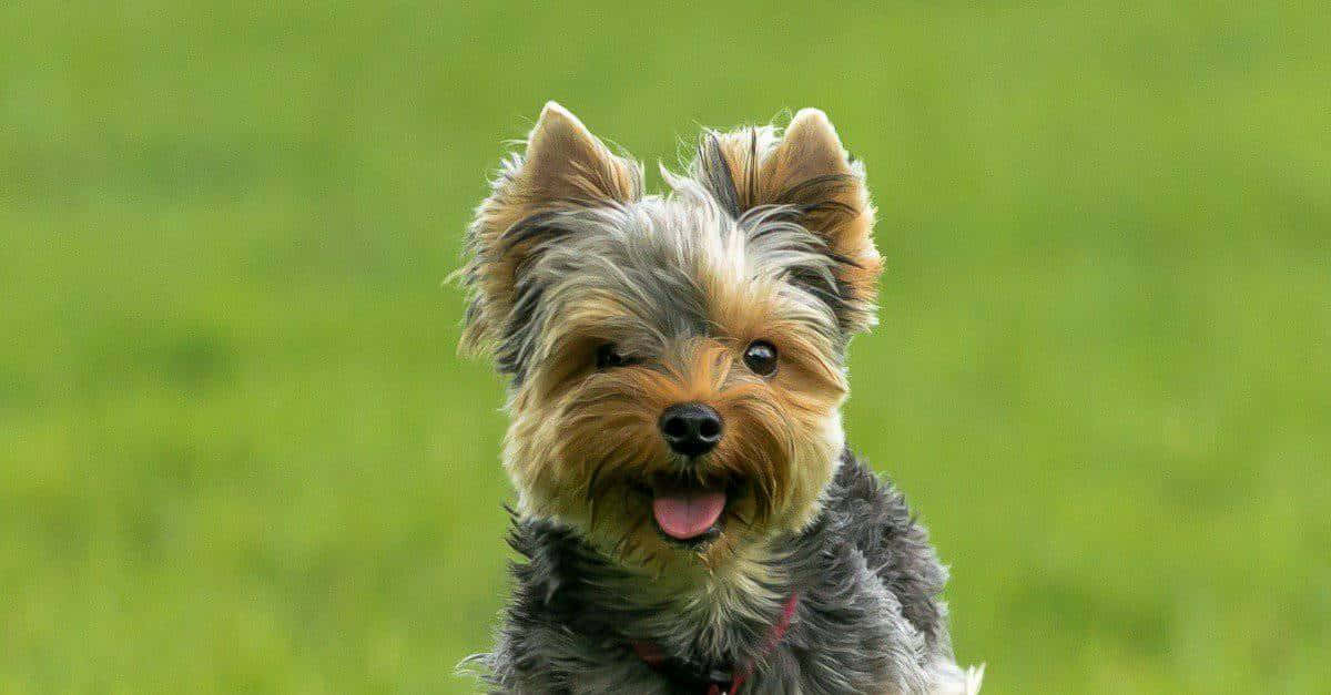 Terrier Dog 桌布 壁紙 — 一隻快樂的約克夏㹴，擁有蓬鬆的灰色和棕褐色毛髮，在柔軟的綠色草地背景下燦爛微笑。