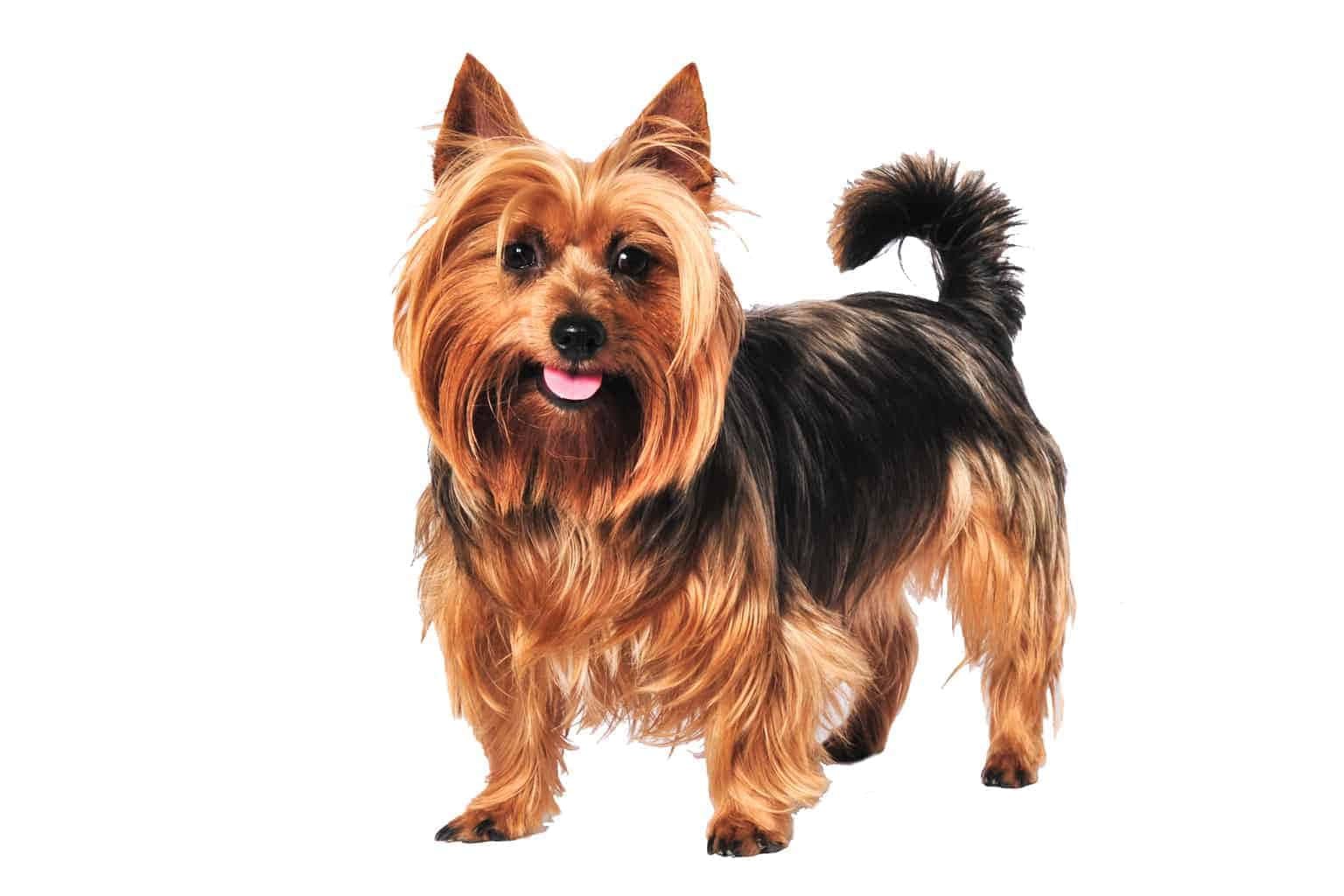 Terrier Dog 桌布 壁紙 — 一隻快樂的約克夏㹴，擁有金棕色和黑色毛髮，在純白背景前警覺地站立，舌頭微微伸出。