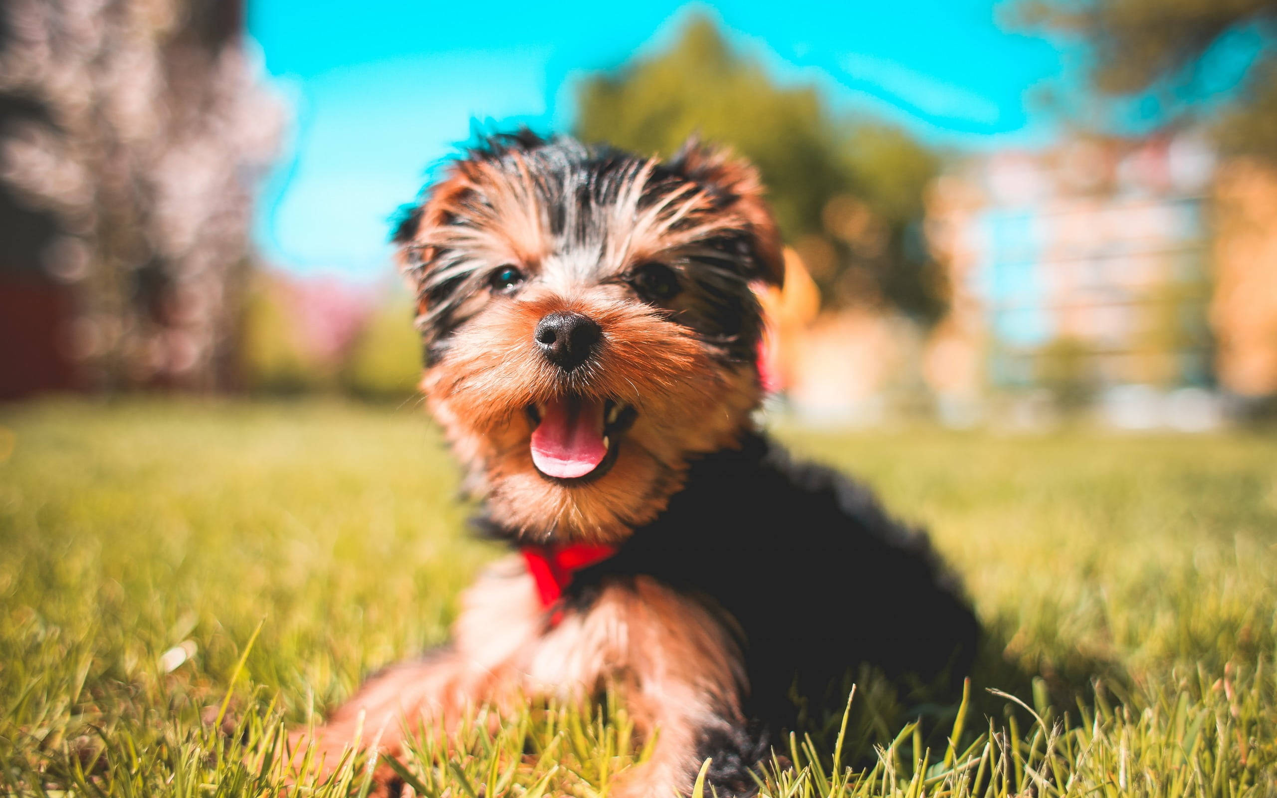 yorkie 桌布 壁紙 — 一隻快樂的約克夏㹴幼犬戴著紅色項圈，坐在明亮的藍天下鮮綠色的草地上。