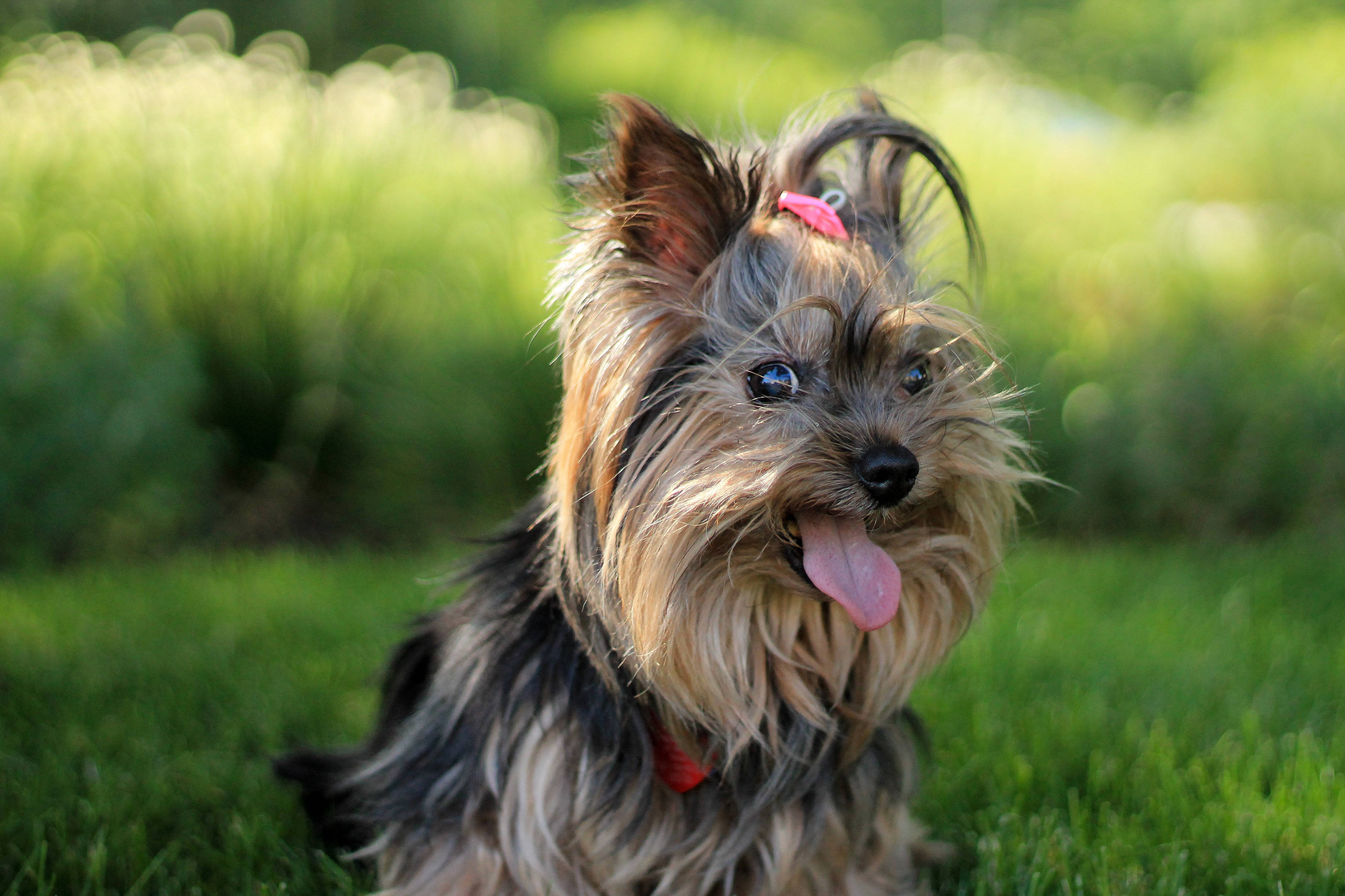 Terrier 桌布 壁紙 — 一隻快樂的約克夏㹴戴著粉紅色蝴蝶結，坐在茂密的綠草地上，舌頭伸出，眼睛在柔和陽光下閃閃發亮。