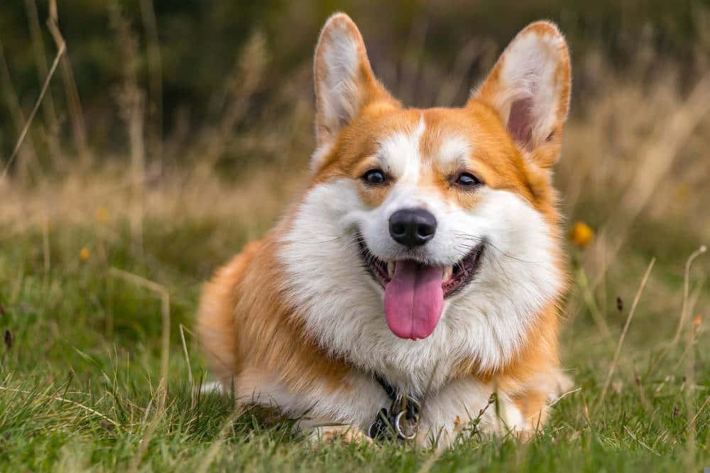 狗 桌布 壁紙 — 一隻快樂的紅白柯基犬在陽光明媚的草地上，在模糊的野花中開心地喘著氣躺著。