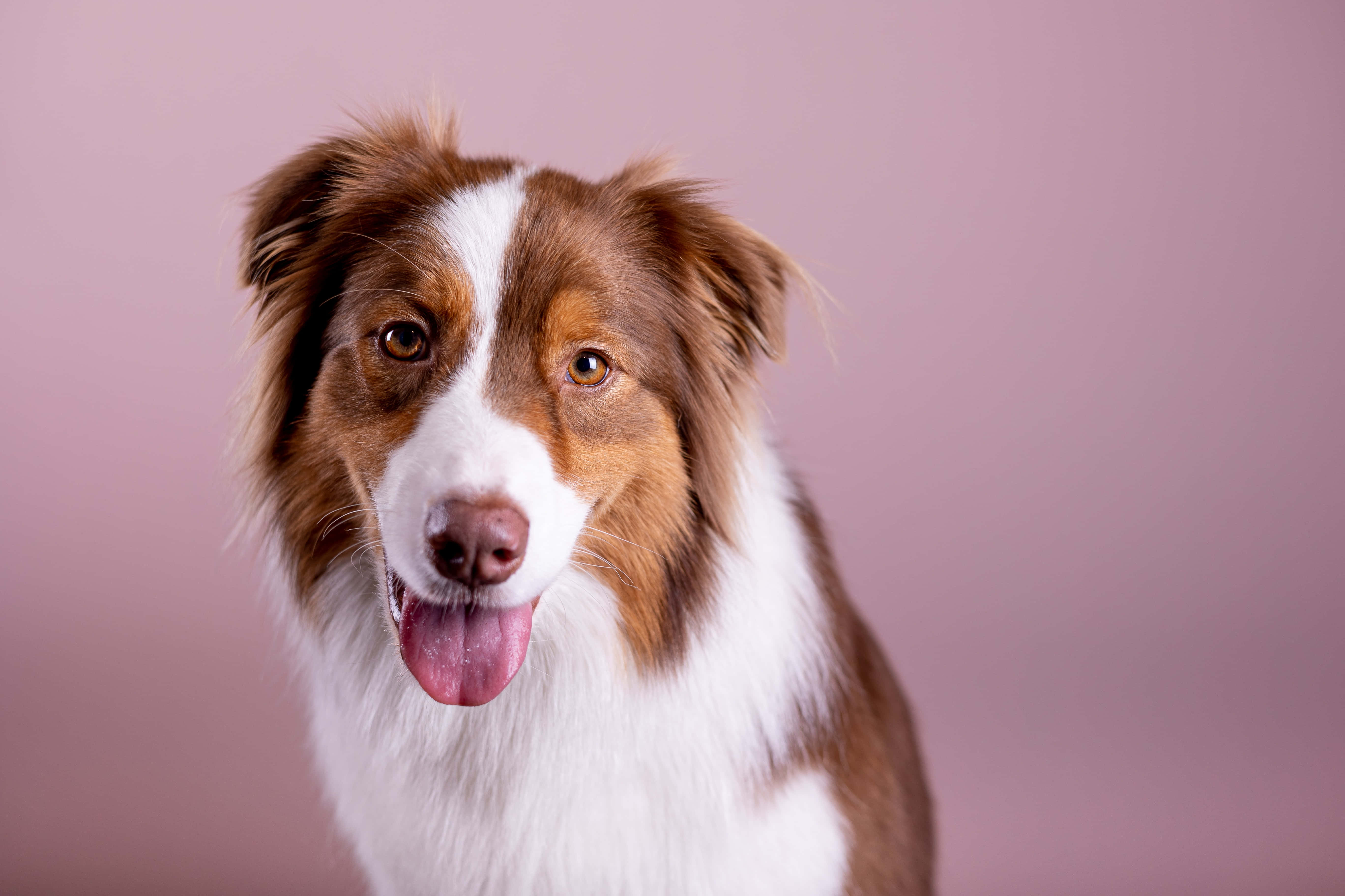 狗 桌布 壁紙 — 一隻快樂的紅白澳洲牧羊犬伸出舌頭，在柔和的粉紅色工作室背景下微笑。