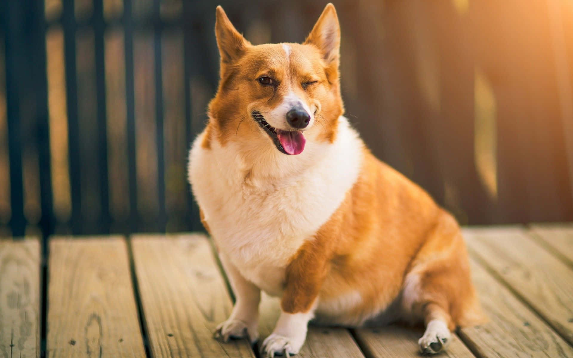 柯基 桌布 壁紙 — 一隻快樂的紅白色柯基犬坐在木甲板上，在溫暖的陽光下伸出舌頭眨眼。