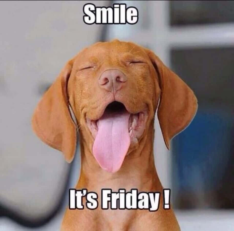 Friday Funny 桌布 壁紙 — 一隻快樂的維茲拉犬閉上眼睛伸出舌頭，幸福地閃耀，文字寫著「微笑吧，今天是星期五！」