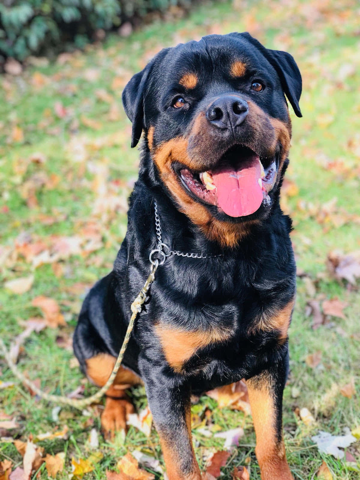羅威那犬 桌布 壁紙 — 一隻快樂的羅威納伸出粉紅色舌頭，坐在散落著秋葉的草地上。