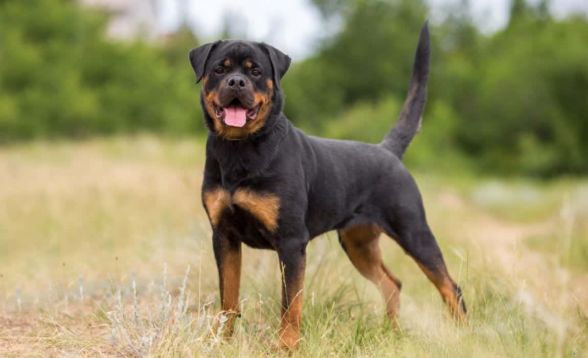 Dogs 桌布 壁紙 — 一隻快樂的羅威納在長草中警覺地站著，伸出舌頭，尾巴翹起，背景是模糊的綠色。