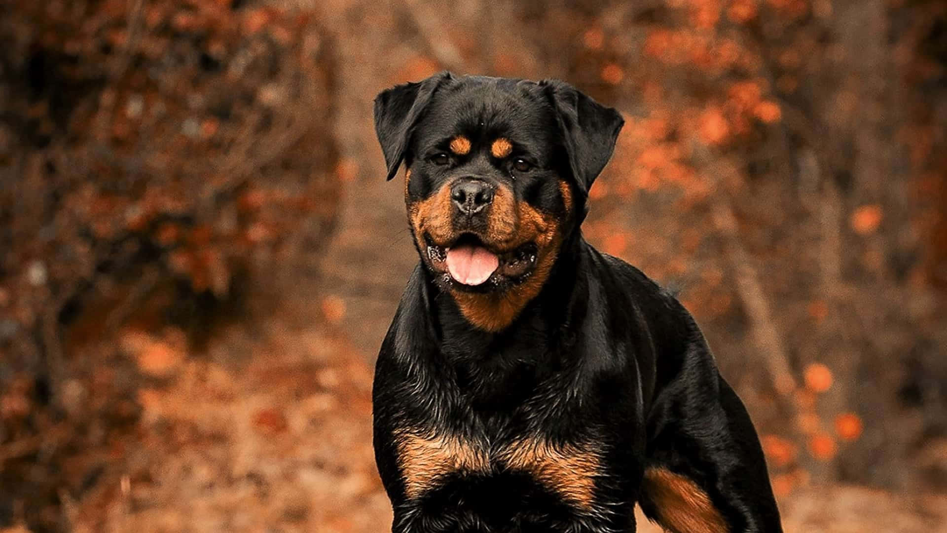 羅威那犬 桌布 壁紙 — 一隻快樂的羅威納犬，擁有黑色和棕褐色毛髮，在模糊的秋林中警覺地站立，周圍有橙色樹葉。