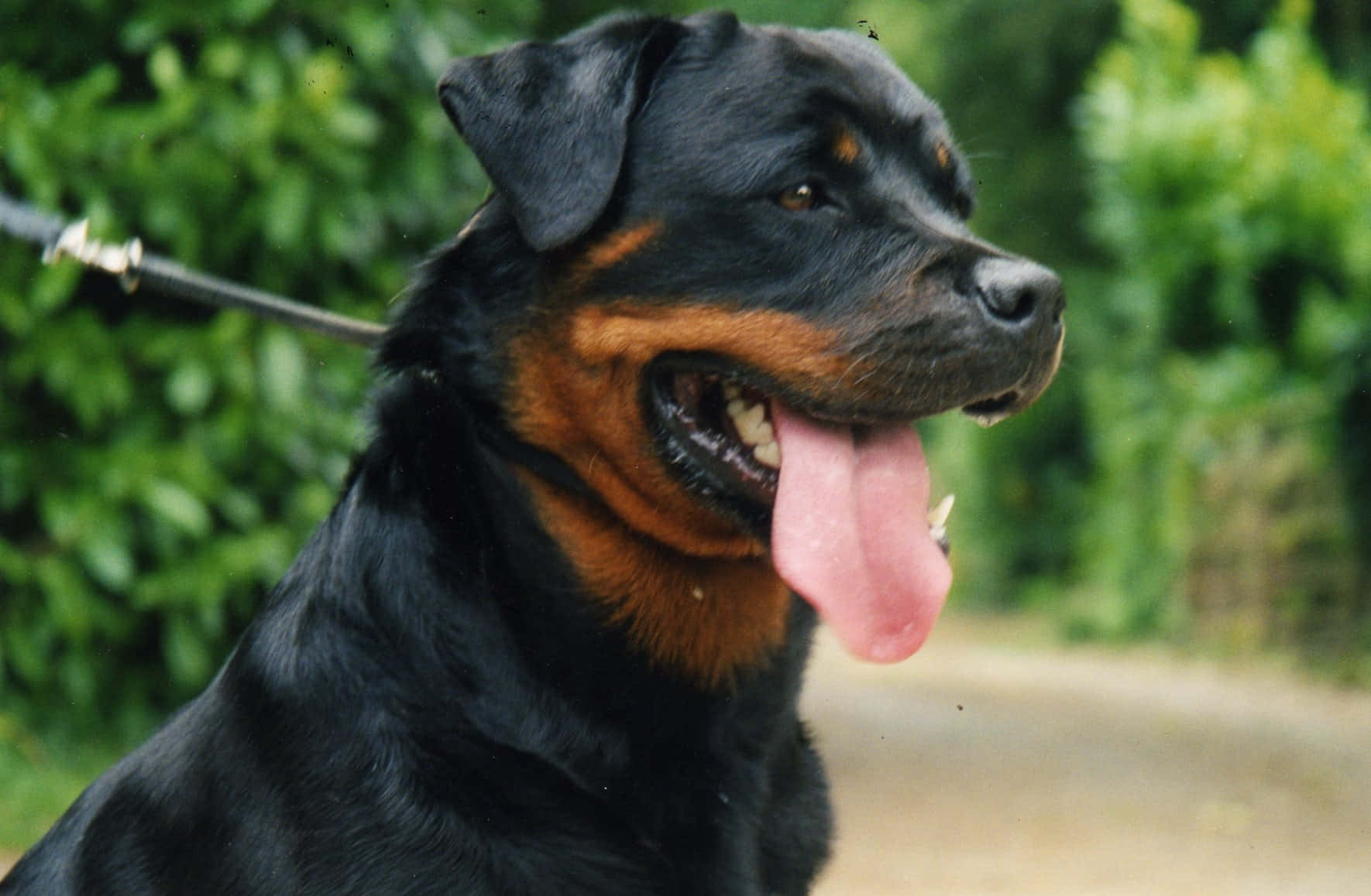 羅威那犬 桌布 壁紙 — 一隻快樂的羅威納犬，擁有黑色和棕褐色毛髮，在模糊的綠色樹葉背景下伸出舌頭喘氣。